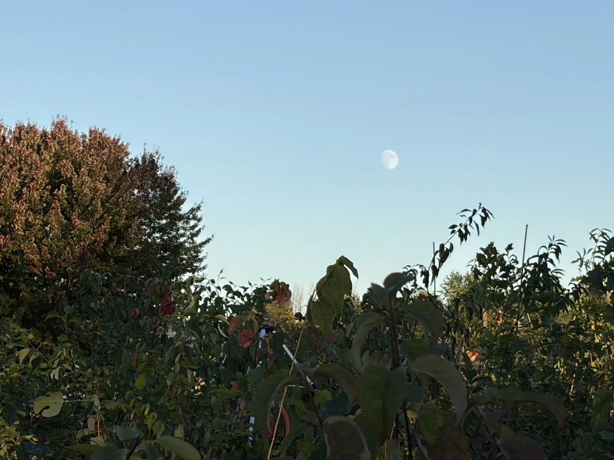 Moon above leafy plants and trees in a pale blue sky.