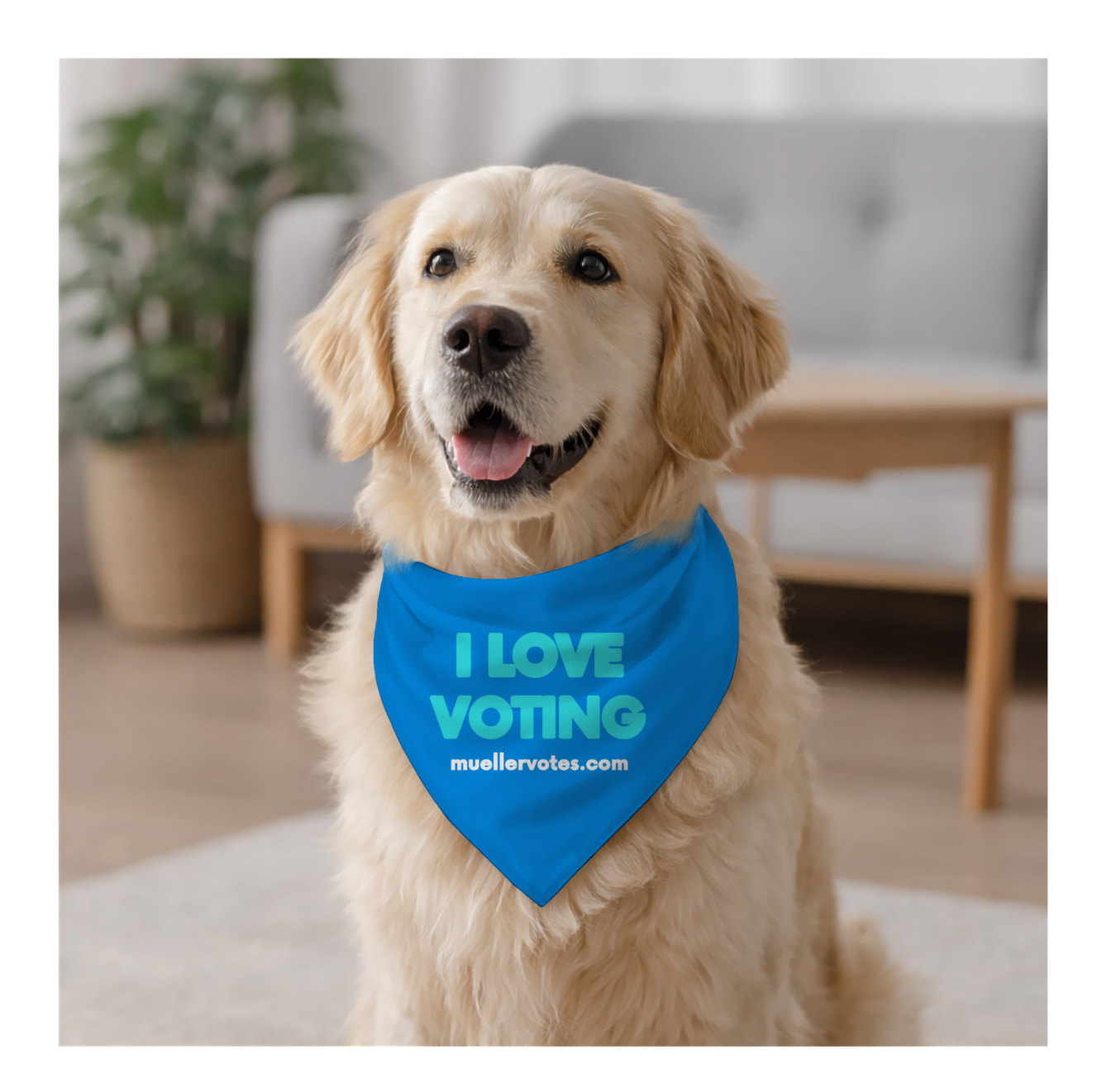 Golden retriever dog wearing a blue bandana with the text 'I LOVE VOTING' and a website URL 'muellervotes.com', sitting indoors with a beige carpet and a background of a gray sofa, a wooden table, and a large potted plant.
