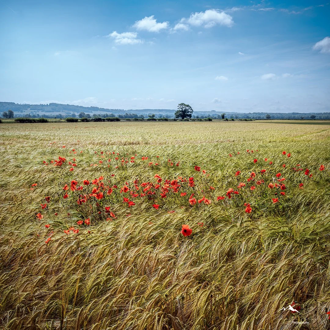 A vast wheat field with red poppies scattered throughout, under a partly cloudy blue sky with distant trees and hills.