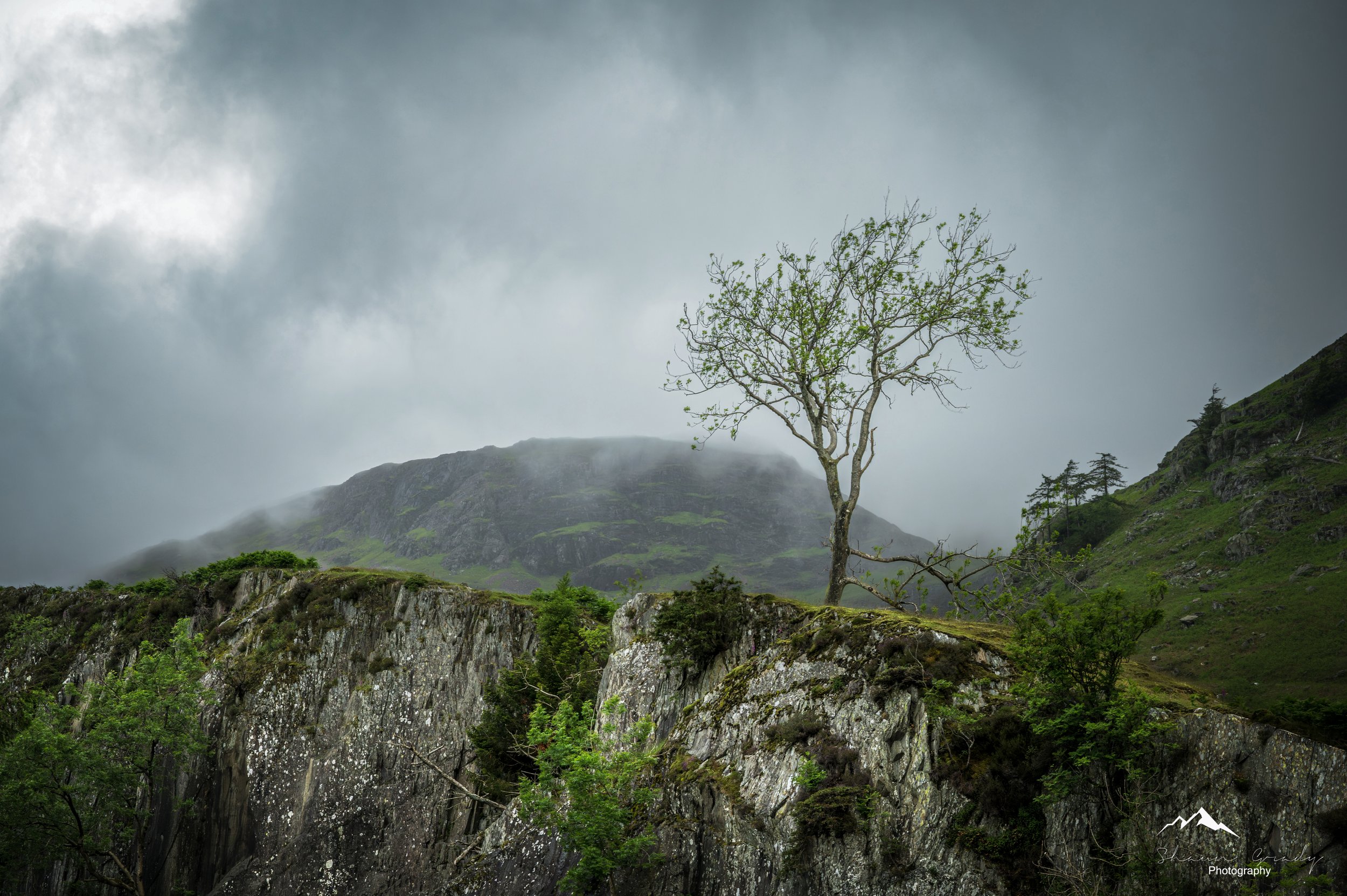 Lone Tree 3 copy.jpg
