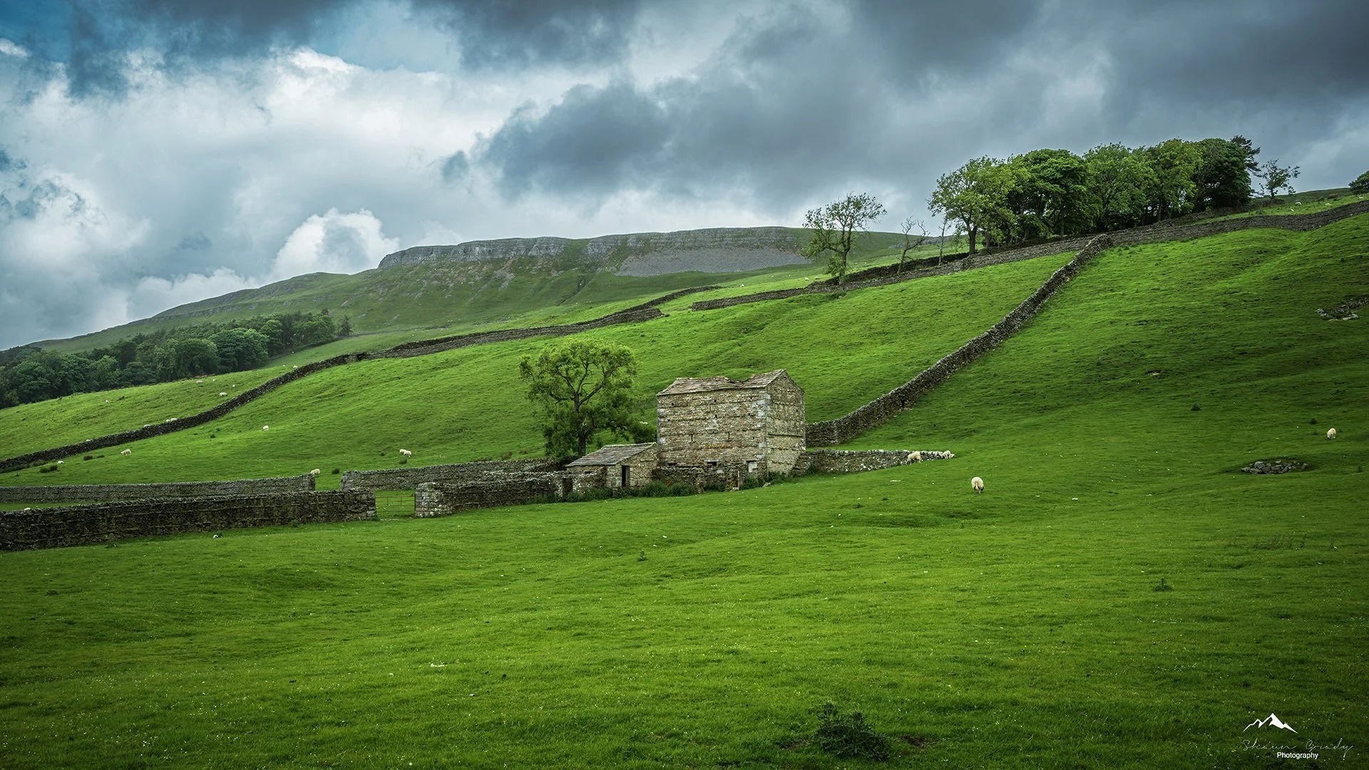 Green rolling hills of Yorkshire with stone walls and a small stone house, trees, sheep, and a cloudy sky.
