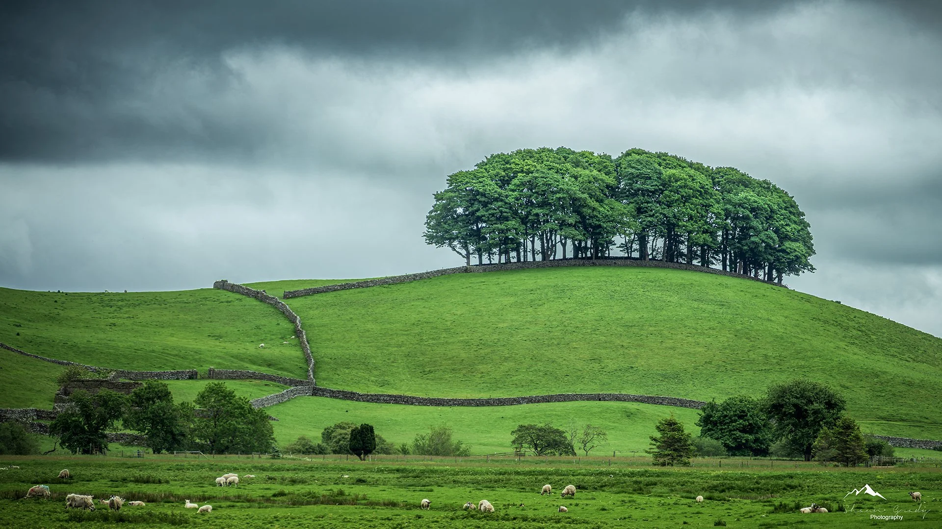 Green grassy hill with a small cluster of trees at the top, set under dark, stormy clouds with sheep grazing in the foreground.