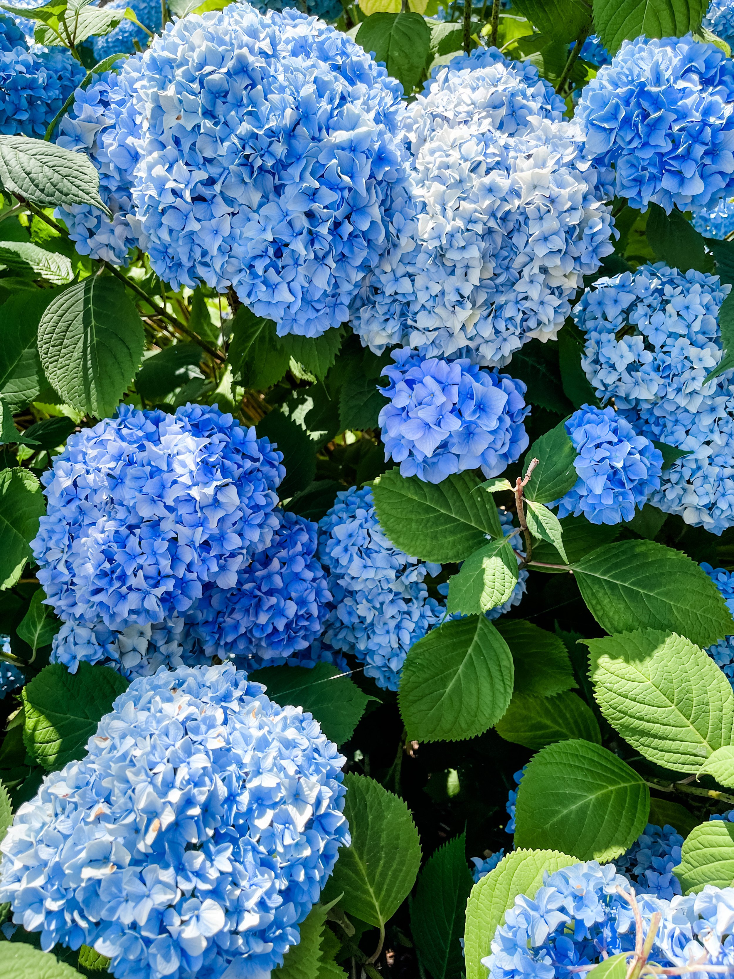 Blue and white hydrangea flowers with green leaves.