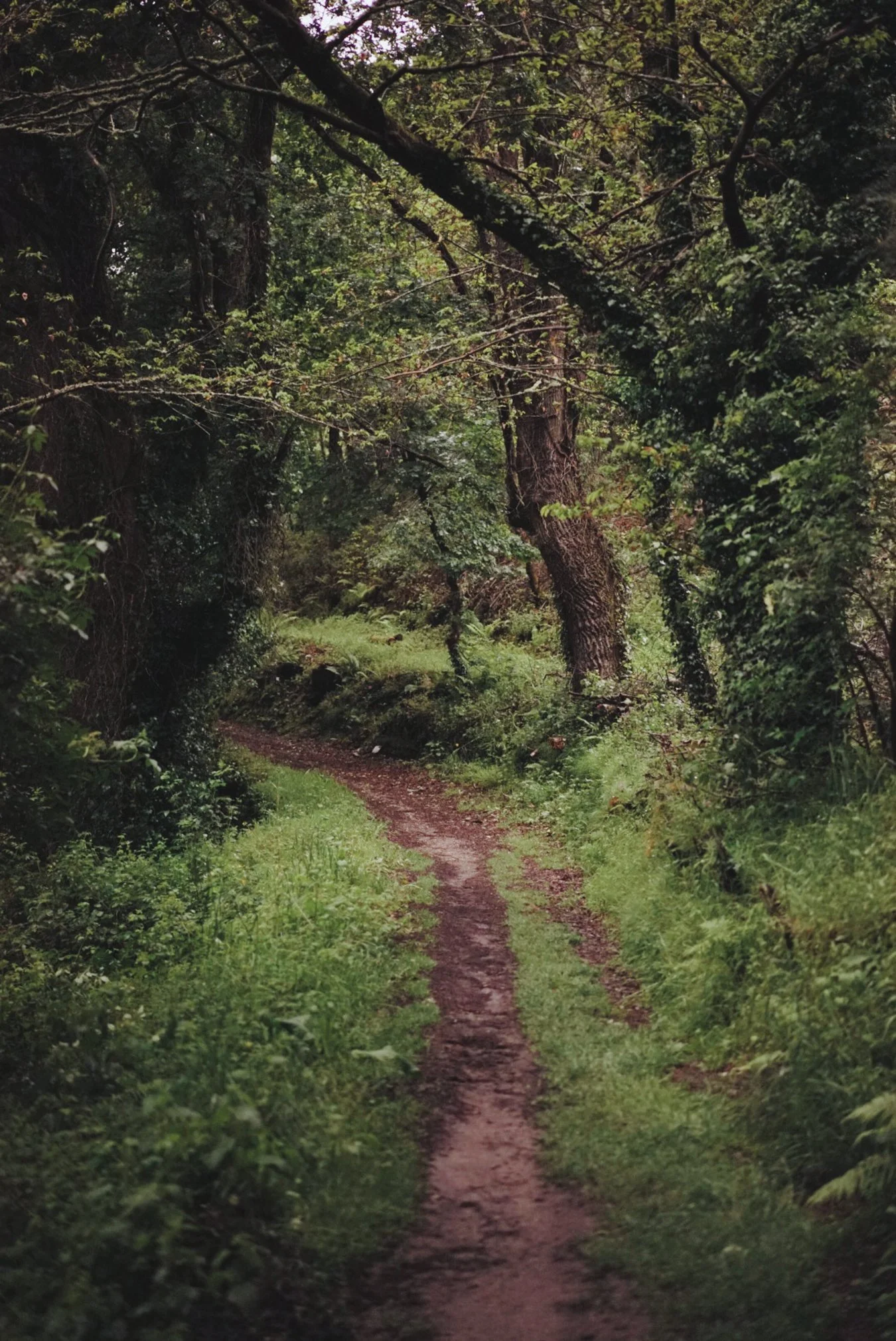 camino-47633.jpg