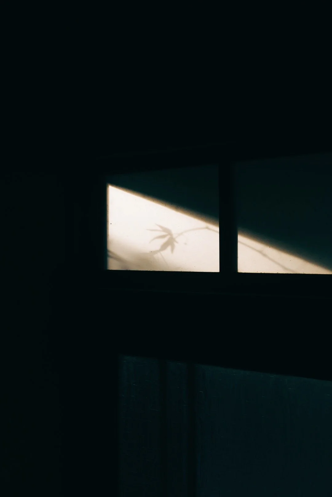 Shadow of a plant leaf on a window with sunlight streaming through, creating a silhouette in a dark room.