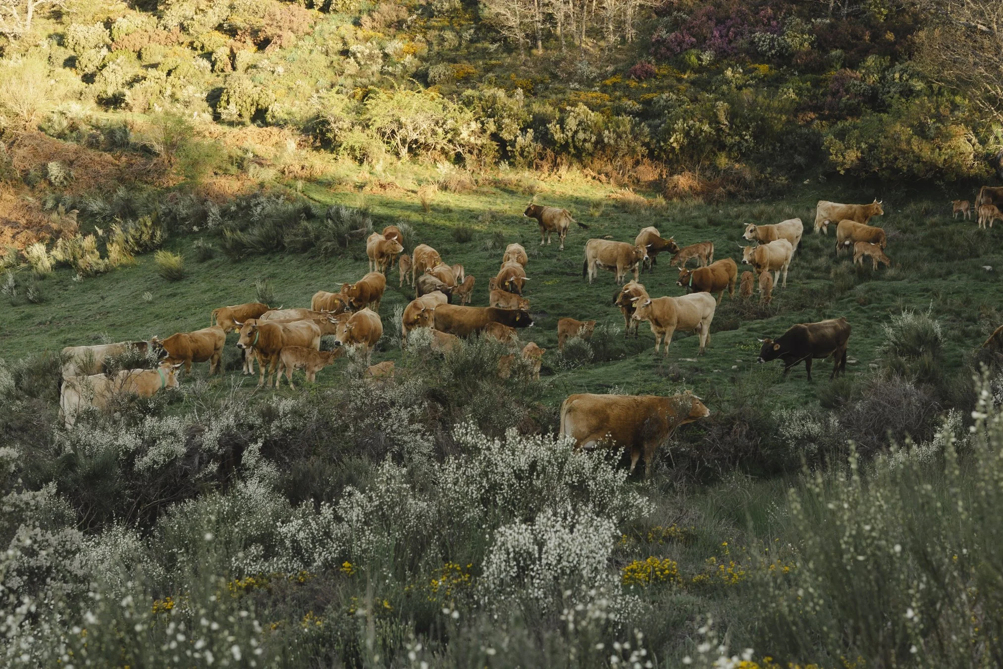 camino portfolio-09738.jpg