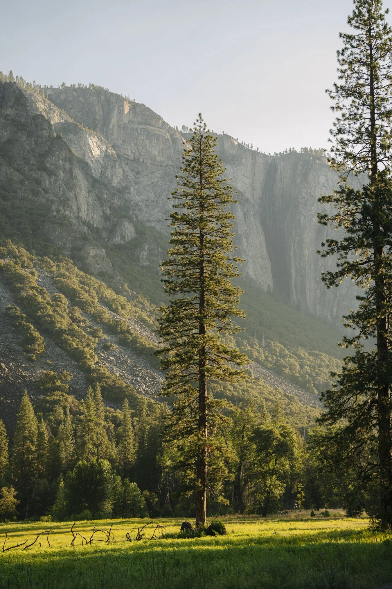 Yijia_Chang_An ode to tree I_Yosemite_National Parks.jpg