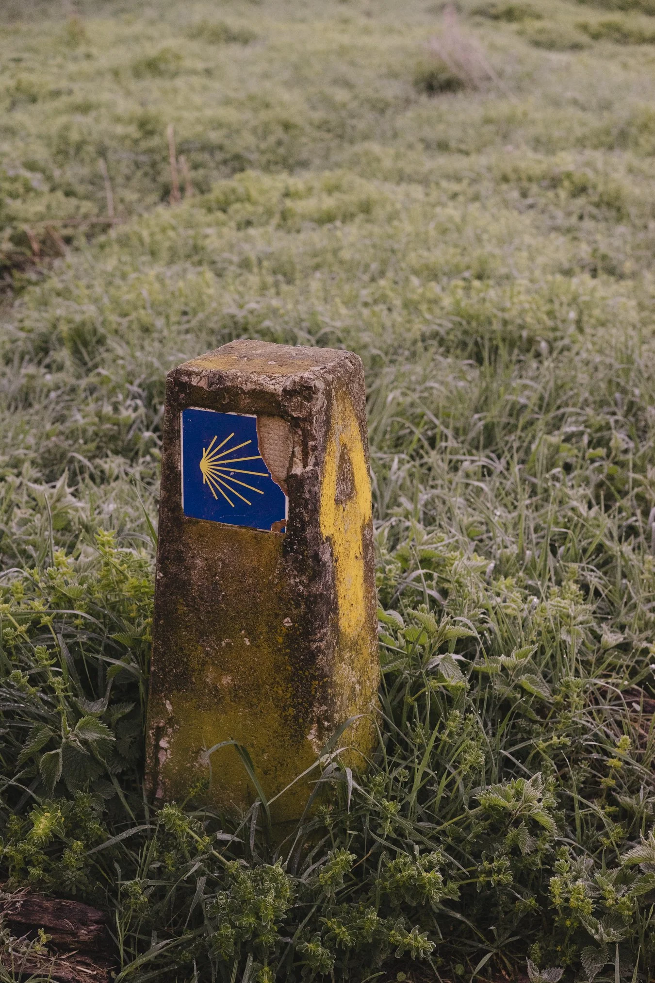 camino portfolio-.jpg