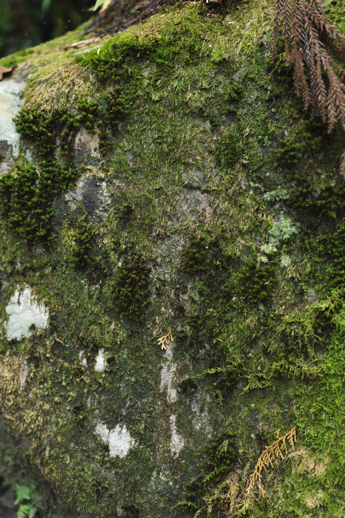 kumano portfolio-2-2.jpg