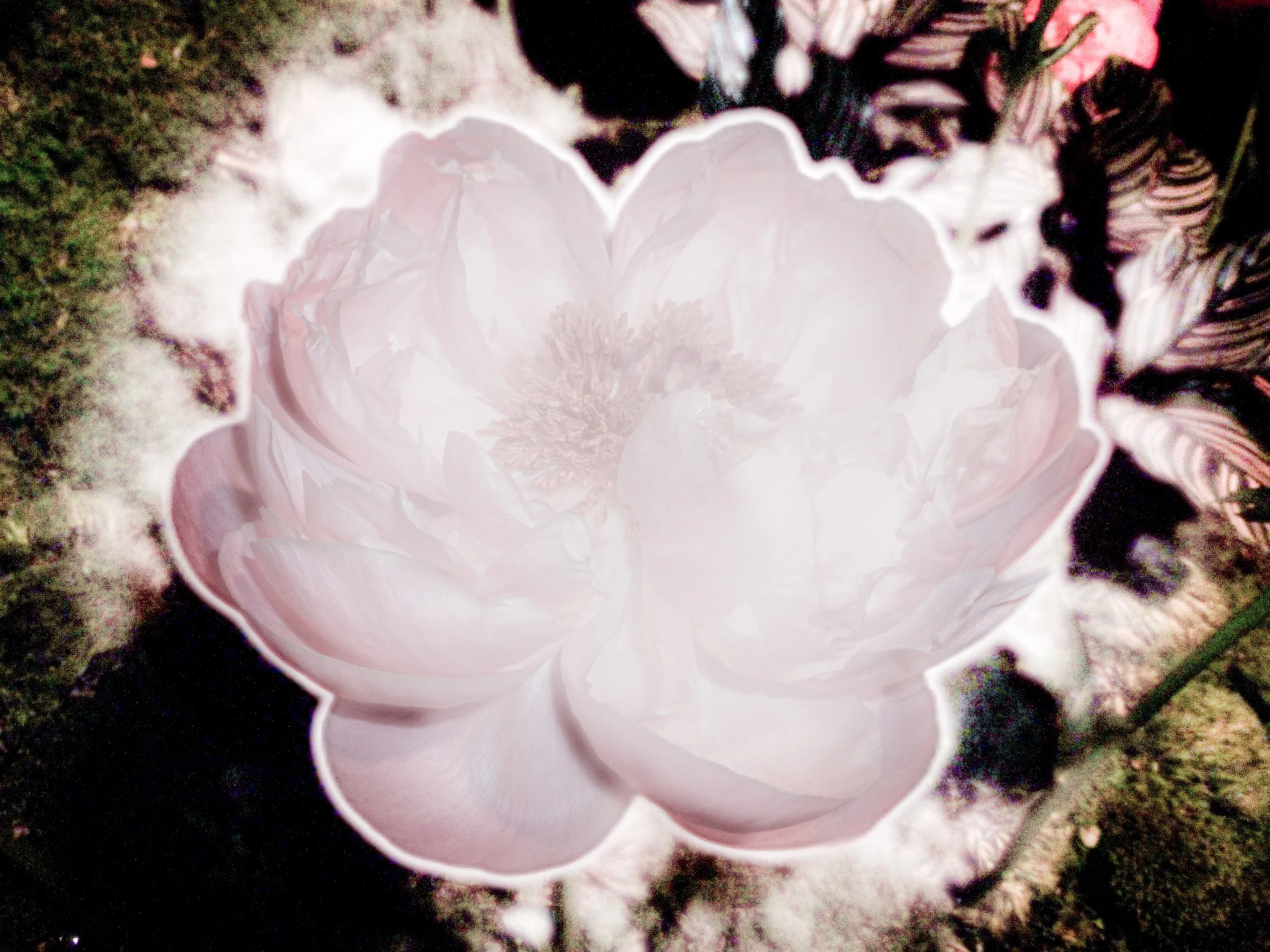 36BA157A-533F-4904-BC39-F6A72CC98376 (1).jpeg