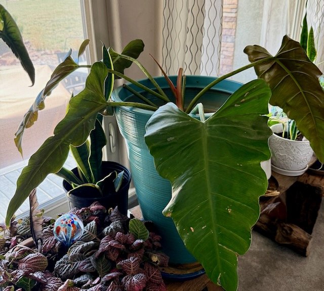 She lives in my plants