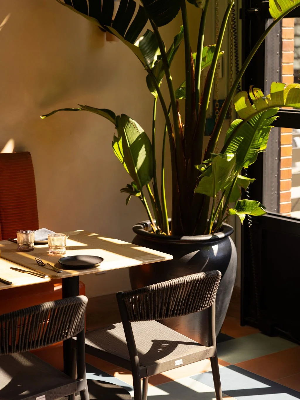 Sunlight falls on a table with two glasses, a black plate, and cutlery, in front of a large potted plant with broad green leaves near a window.