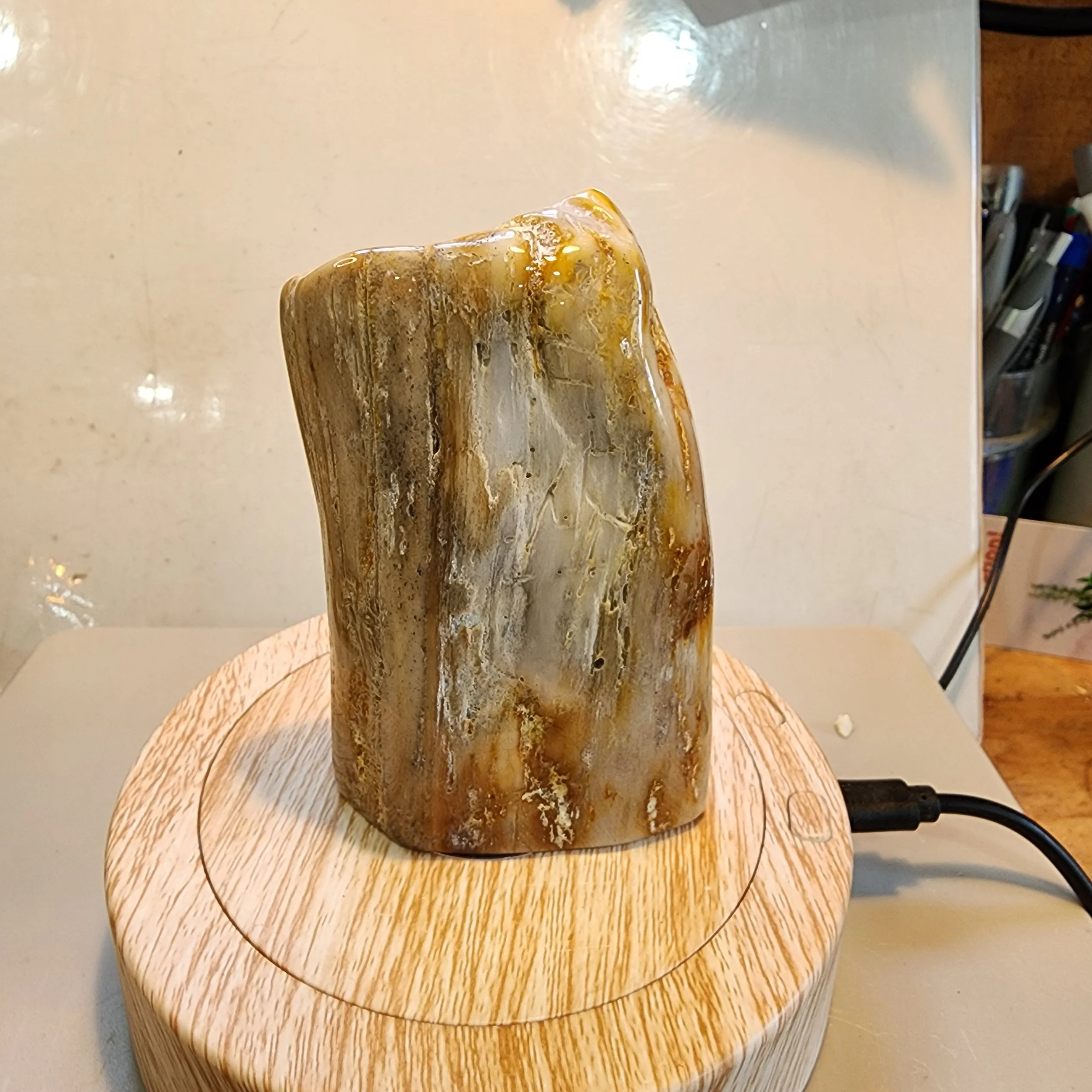 Petrified Wood Mini Log - tumbled & Polished
