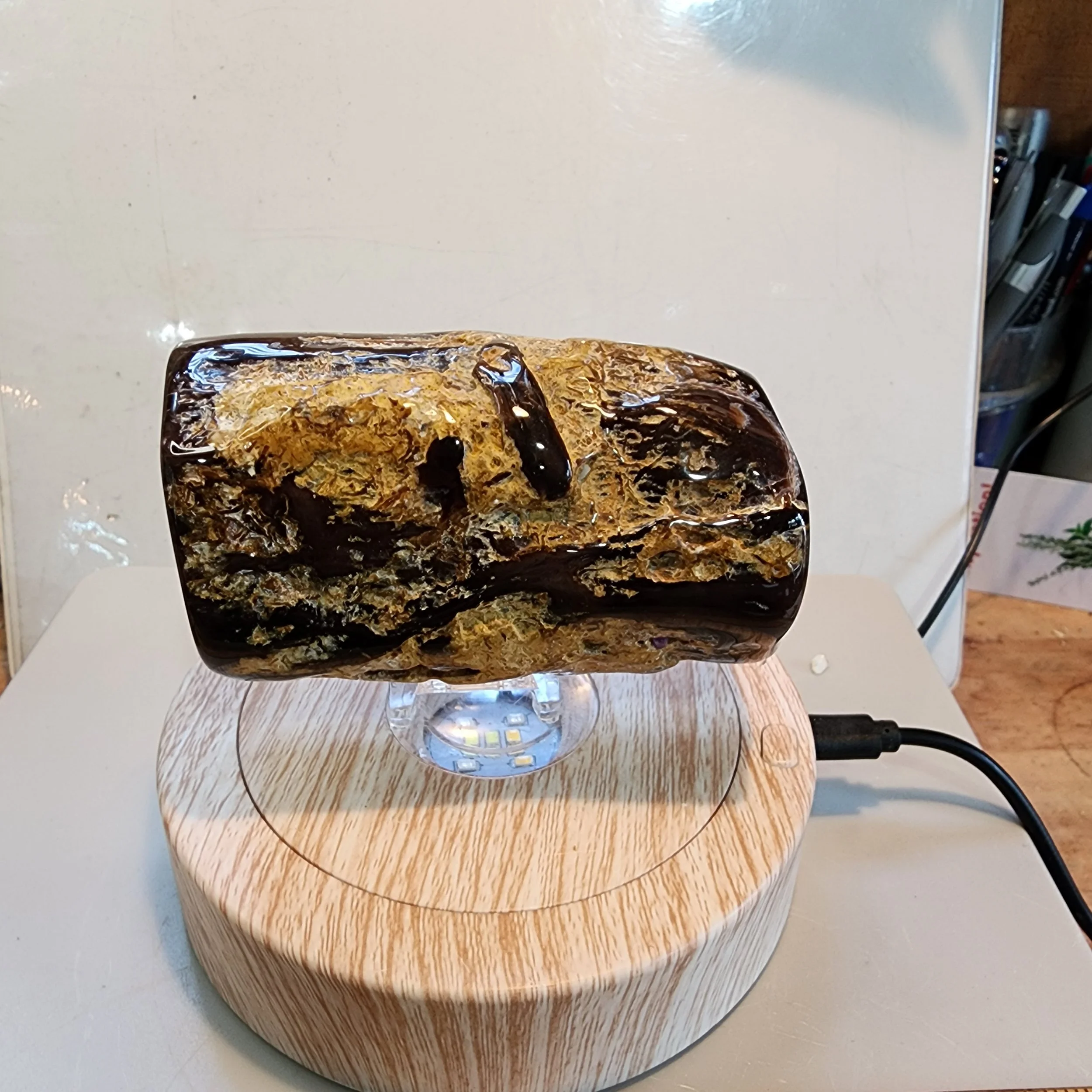 Petrified Wood Mini Log - tumbled & Polished