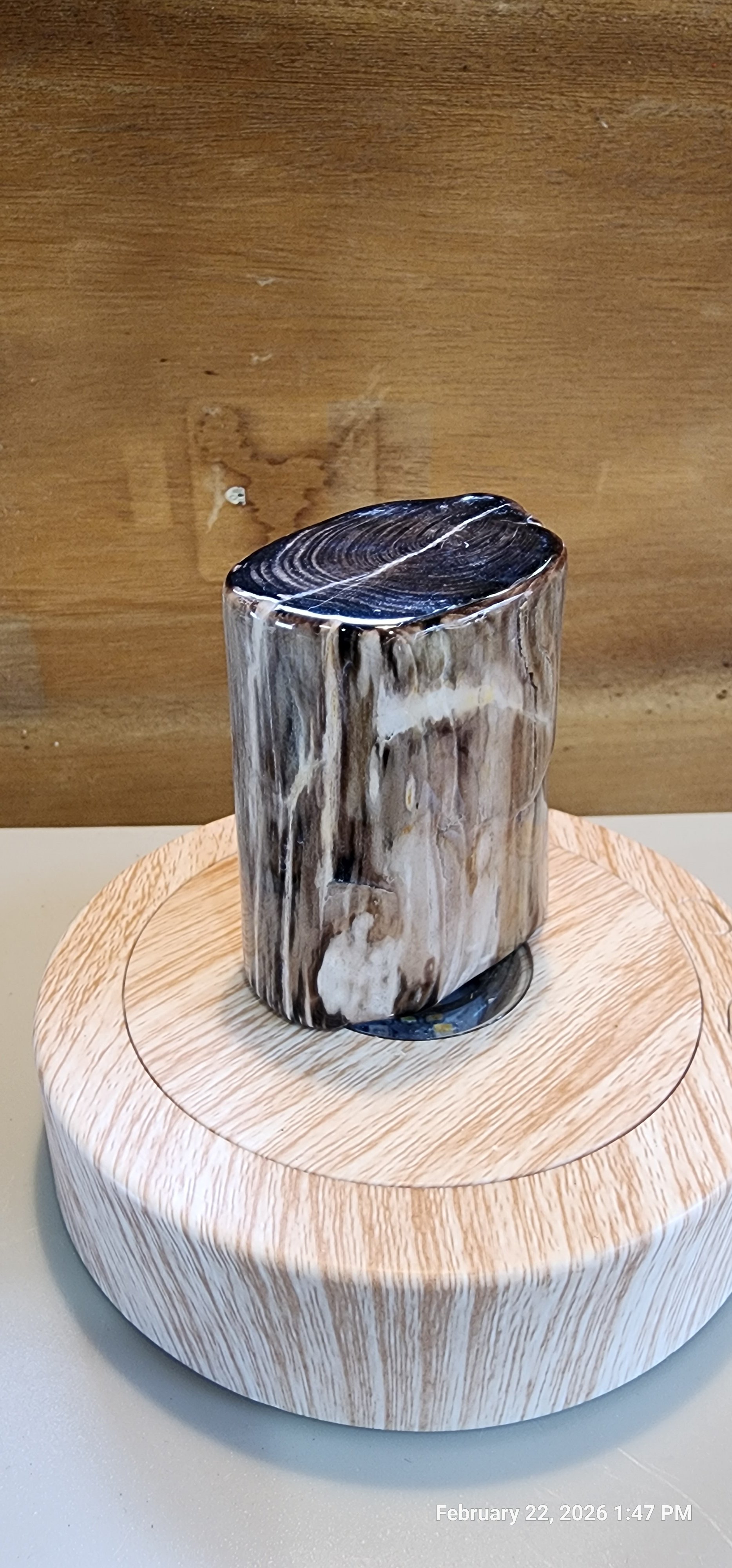 Tumbled and Polished Petrified Wood Mini Log