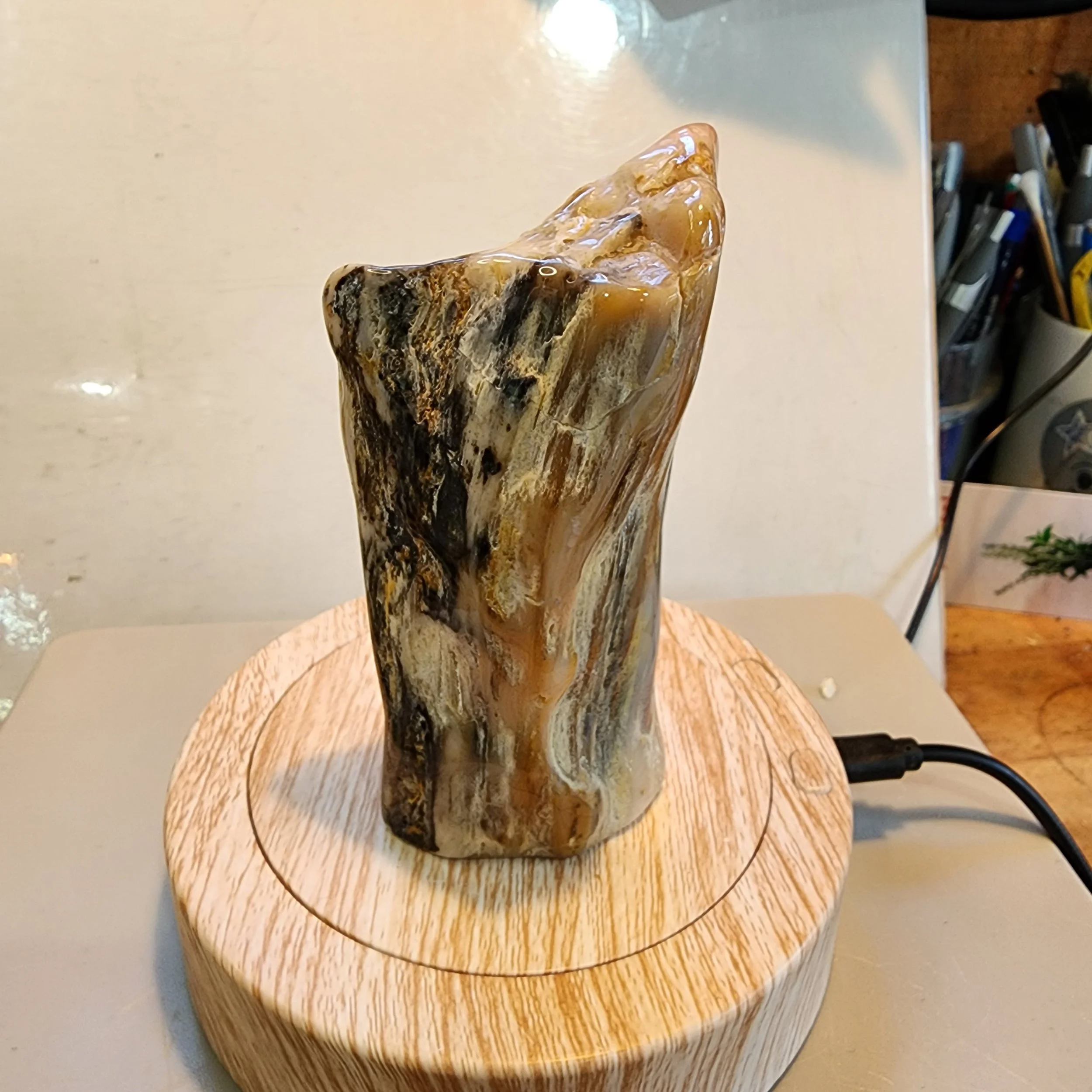 Petrified Wood Mini Log - tumbled & Polished