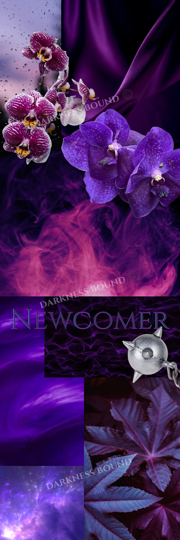Newcomer - 1.png