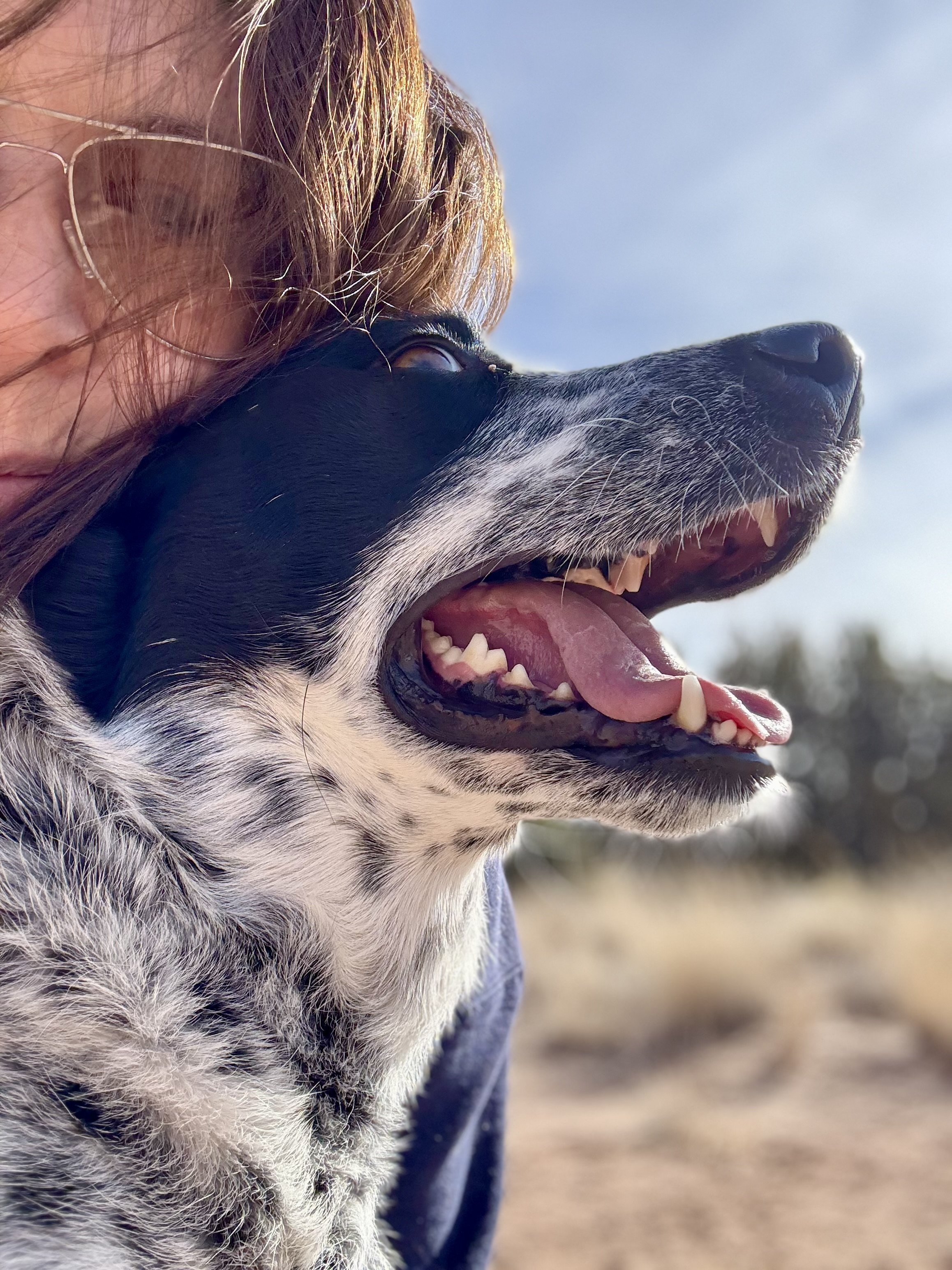 A woman with brown hair and sunglasses close to a smiling black and white dog, possibly a retriever mix, outdoors on a sunny day with a blue sky and blurred trees in the background.