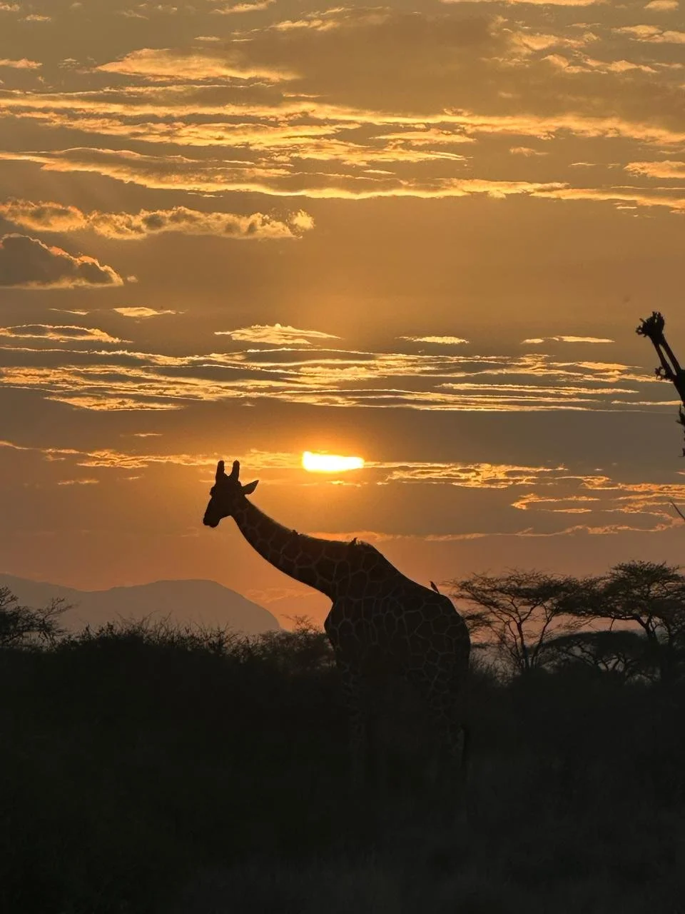 Kenia y Tanzania