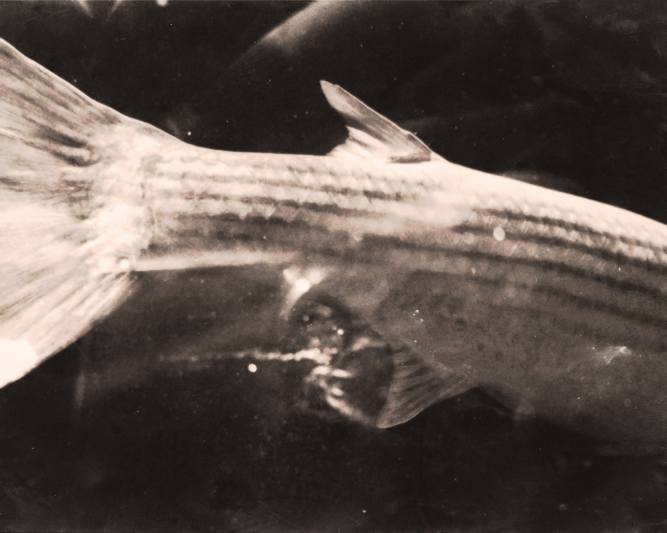 Aquarium