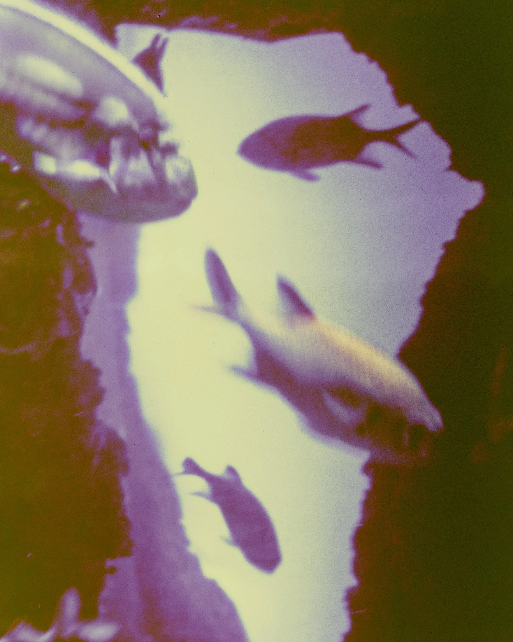 Aquarium