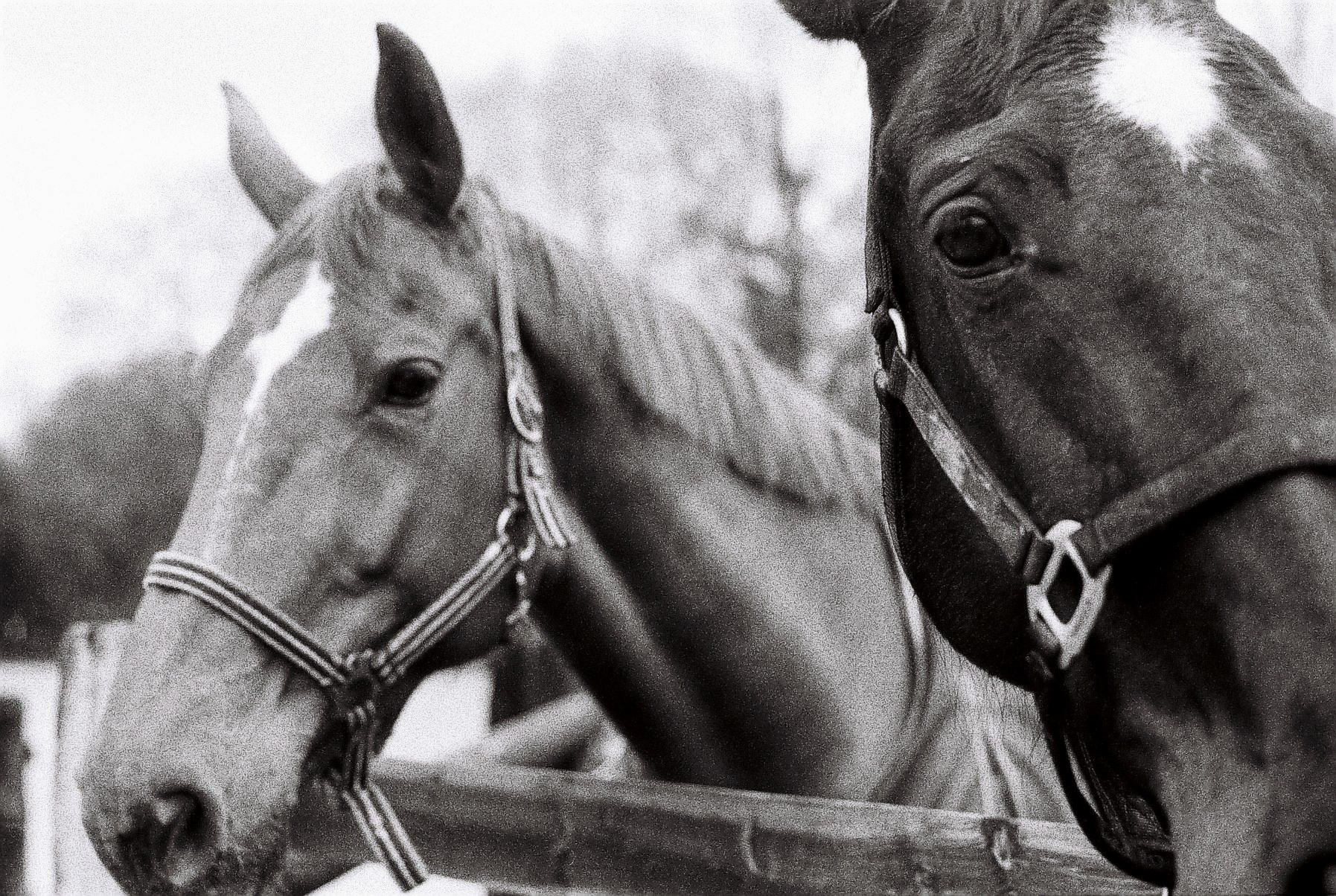 Poney club