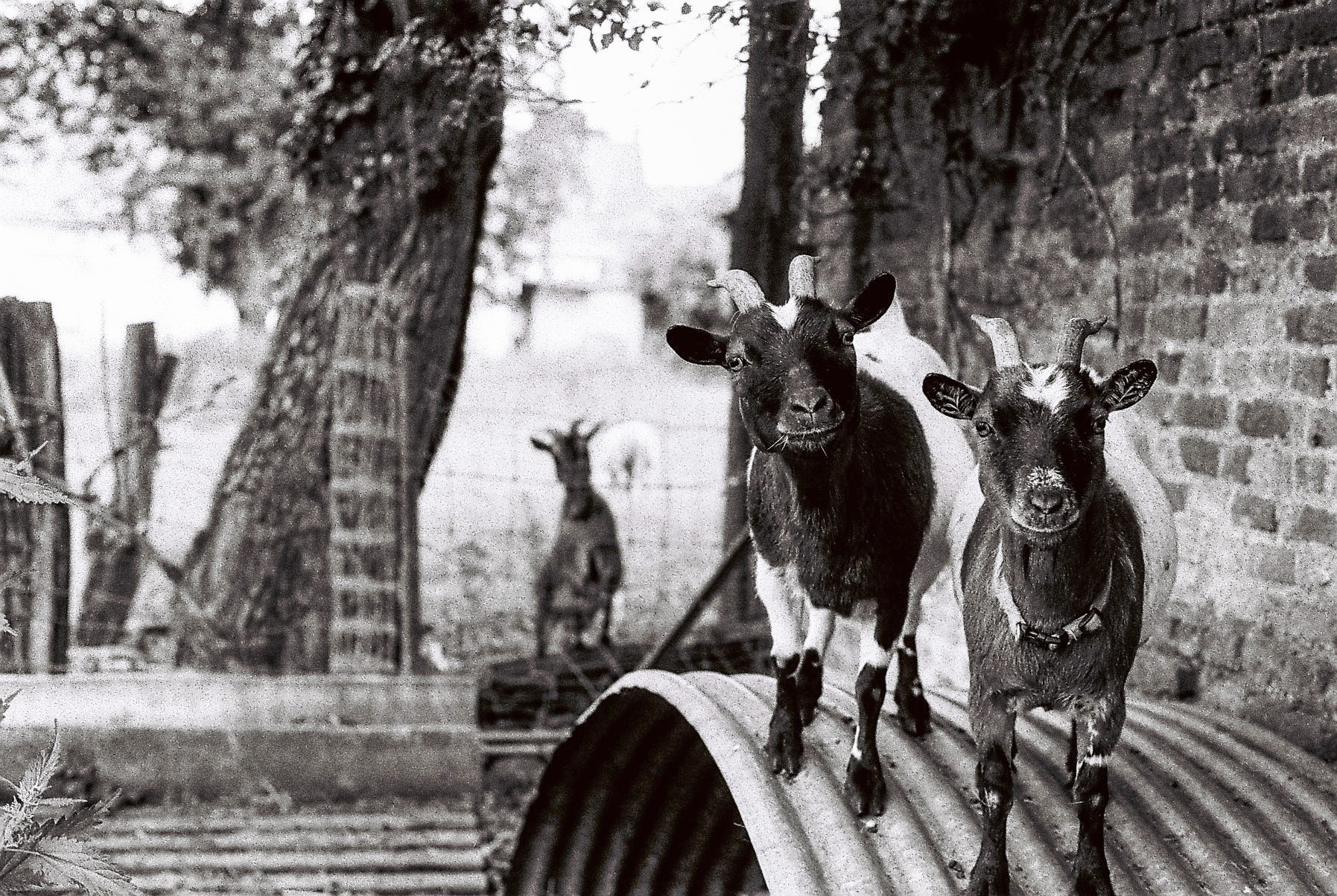 Poney club