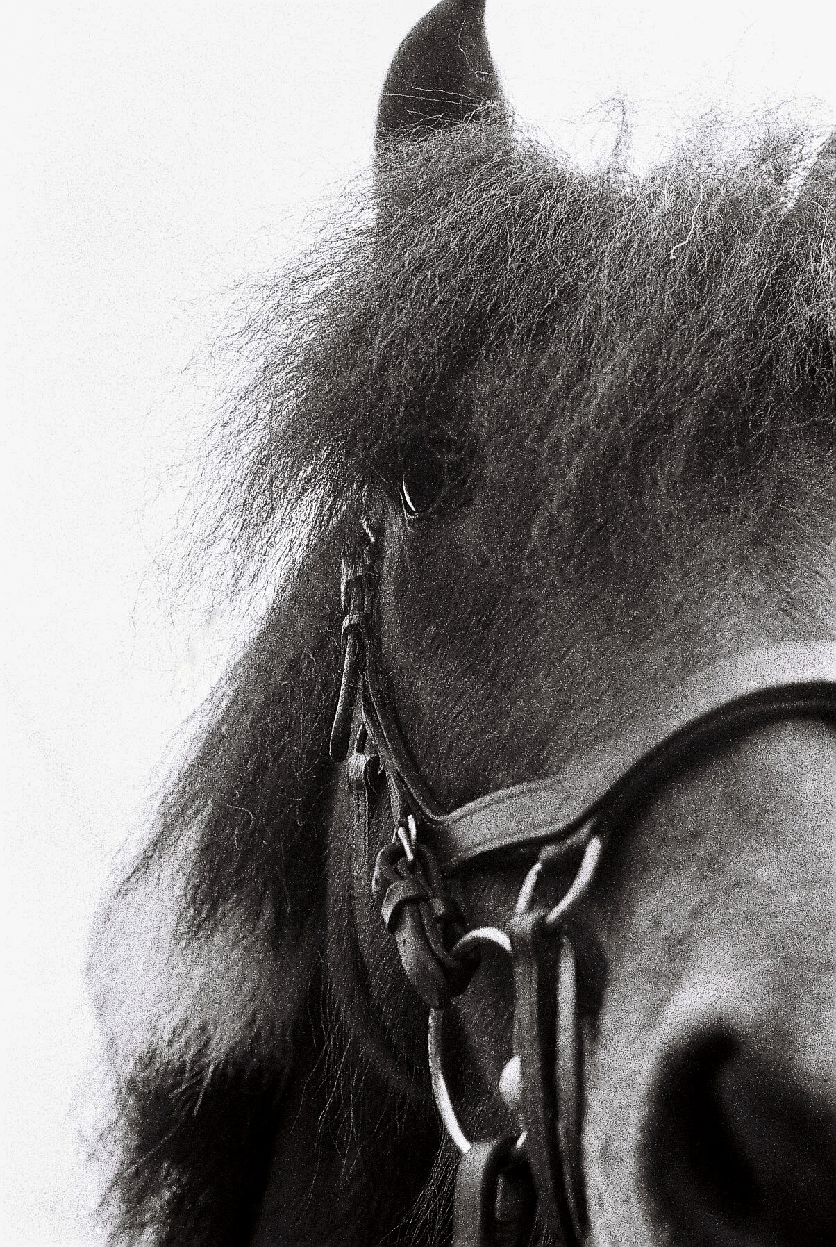 Poney club