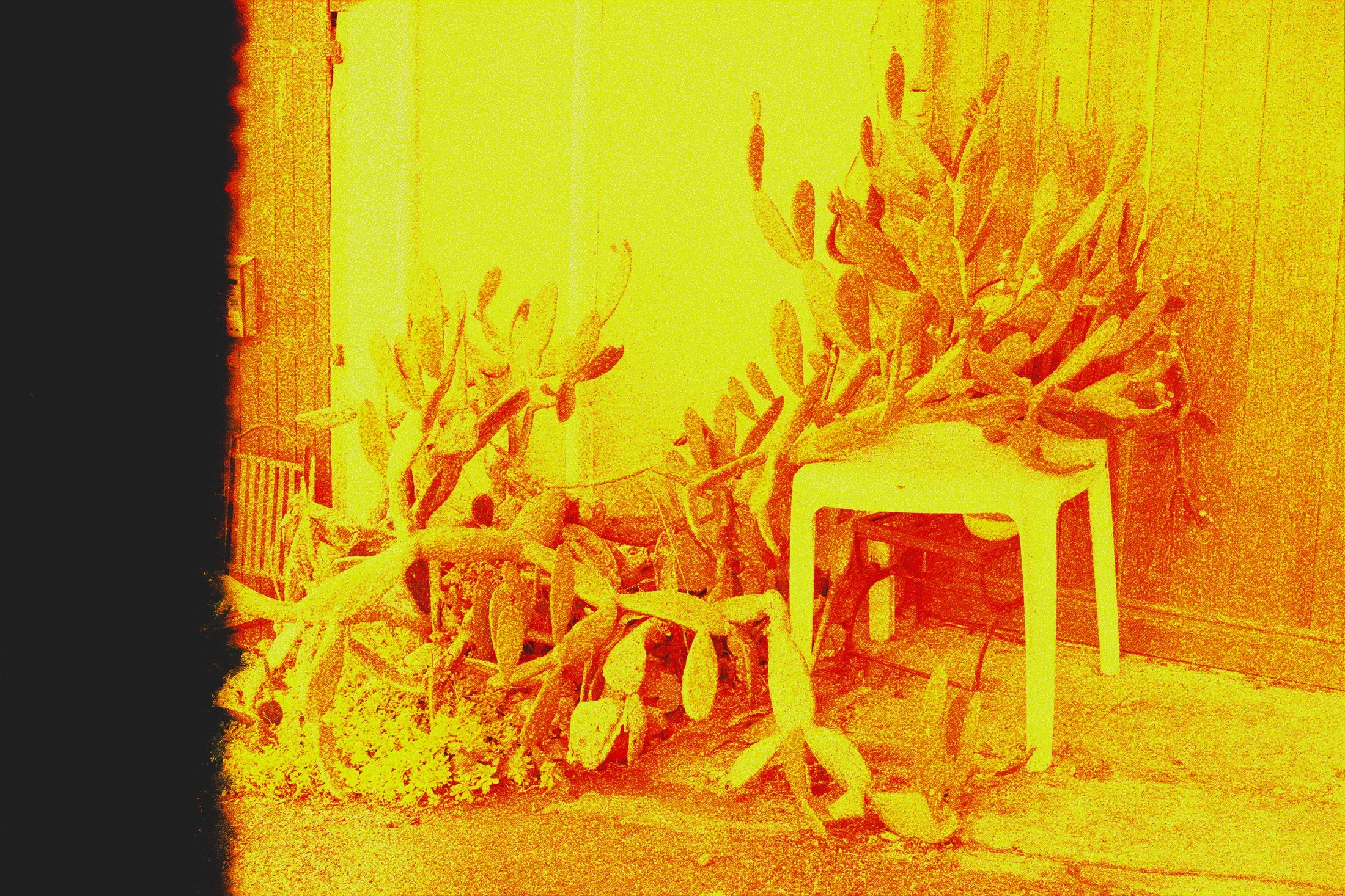 Magari