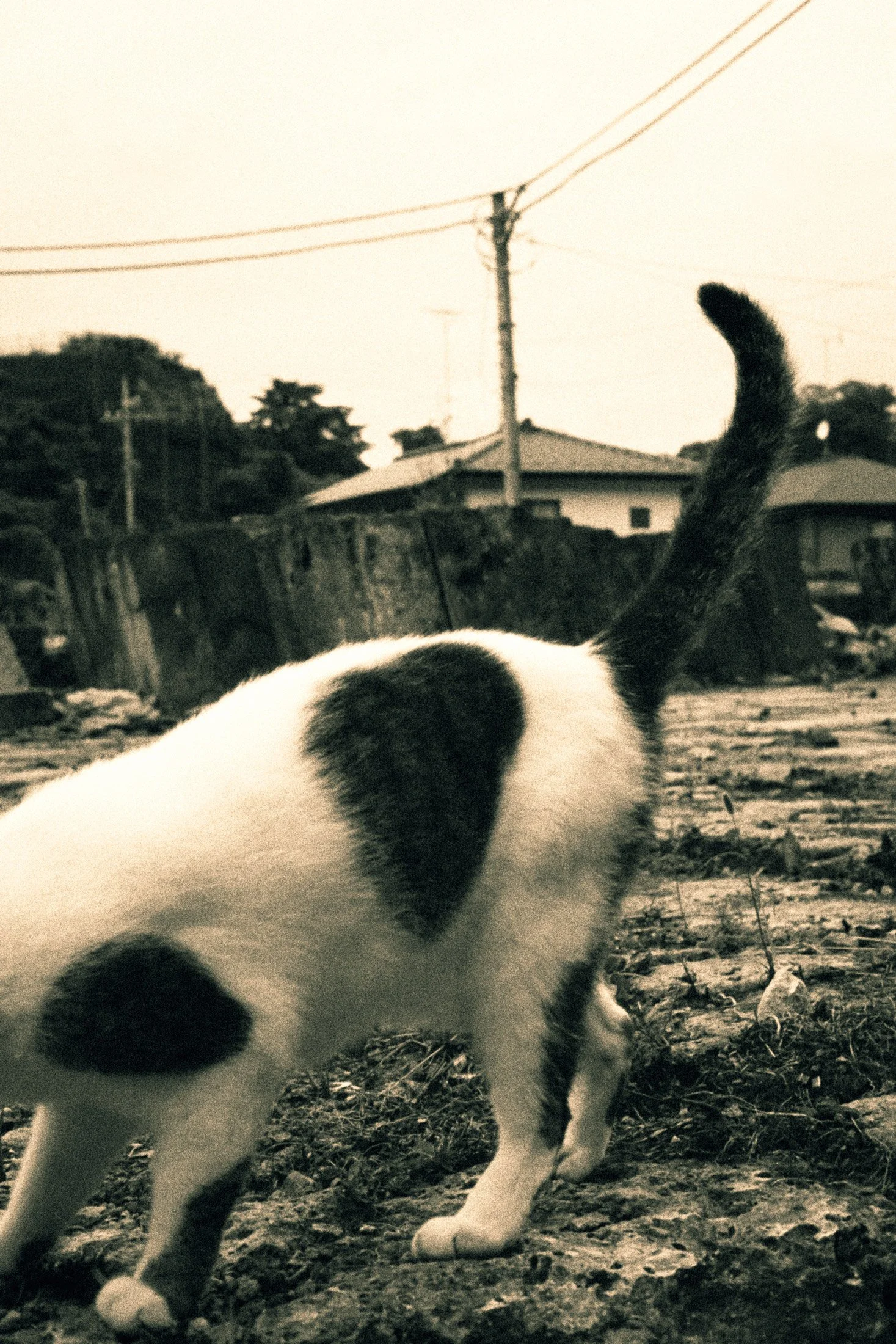Ōkini