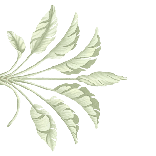 Light green leaves arranged in a radial pattern on a black background.