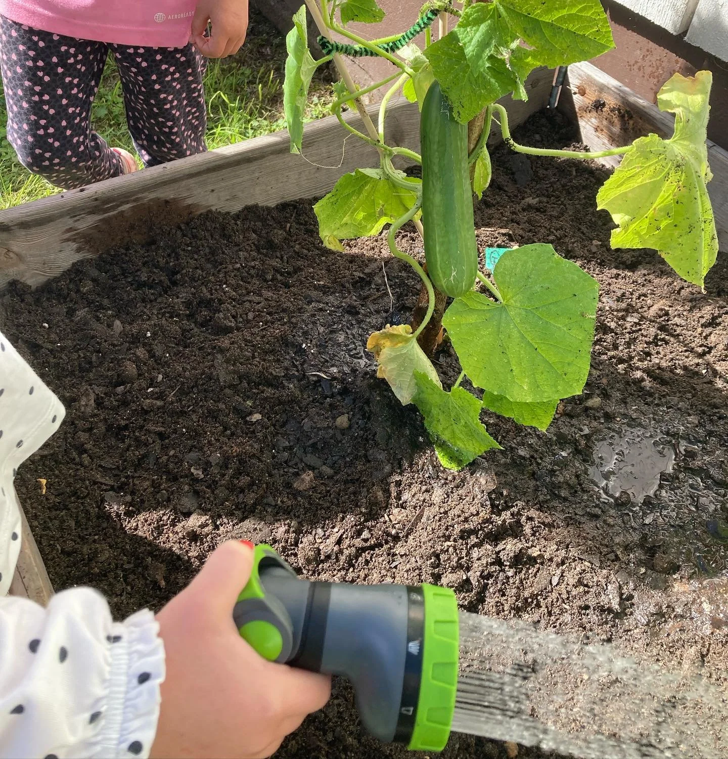 V&aring;rt syfte som odlare &auml;r att &ouml;ka medvetenheten om var maten kommer ifr&aring;n. Projektet kretslopp har skapat ett odlingsintresse bland barnen och har underl&auml;ttat oss att f&aring; fatt p&aring; det cirkul&auml;ra i arbetet &rdqu