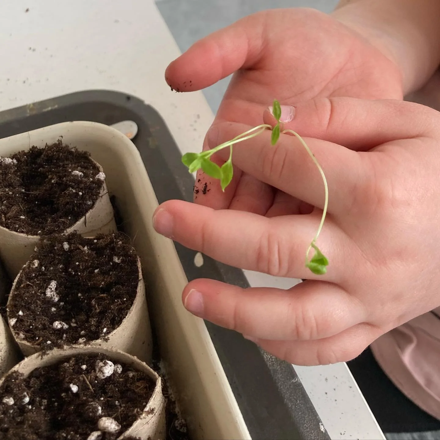 V&aring;ra planteringar till &rdquo;sinnenas-tr&auml;dg&aring;rd&rdquo; &auml;r p&aring; g&aring;ng! Vi forts&auml;tter att f&ouml;lja matens v&auml;g fr&aring;n litet fr&ouml; till f&auml;rdig gr&ouml;da. Odlingsprocessen ger oss m&aring;nga m&ouml;