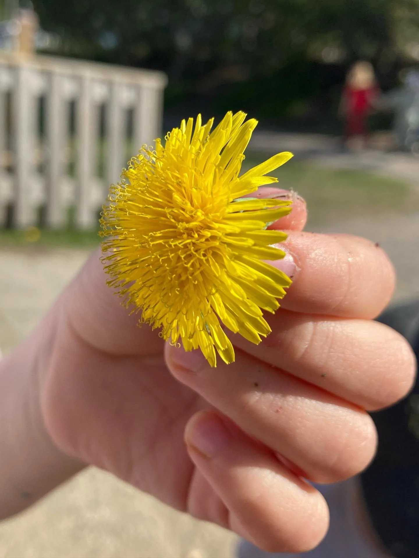 Magiska maskrosnudlar 🌼  #naturvetenskap
#f&ouml;rundran
#fantasi
#maskrosor
#vatten