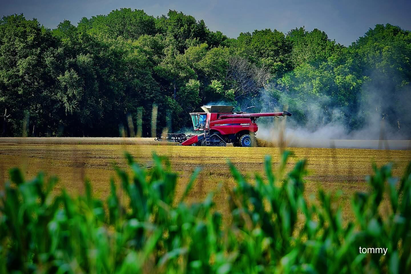 On a red combine harvester Phillip Billman, working in a field with a backdrop of green trees and a cloudy sky, harvesting crops.
