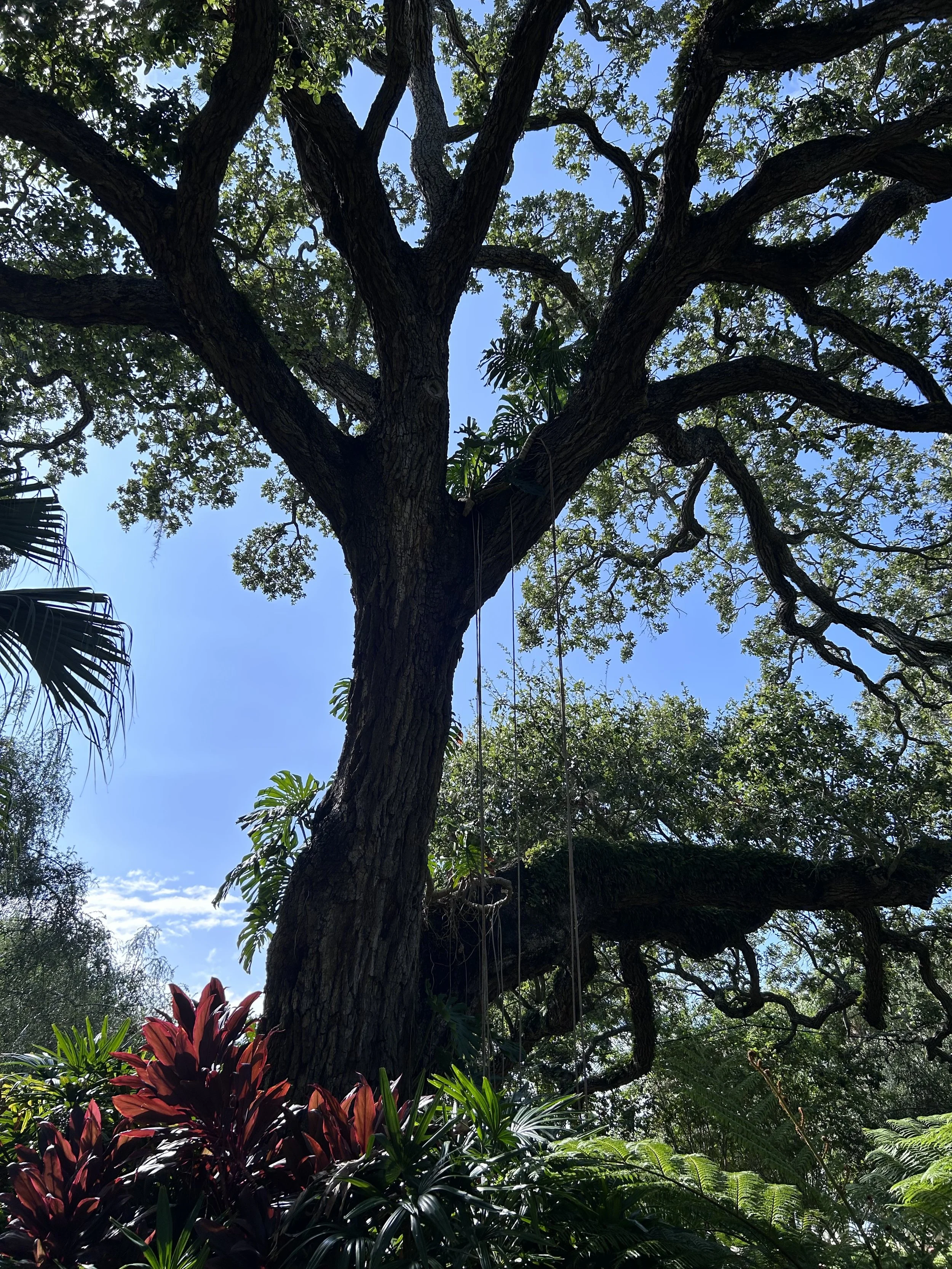 Tall tree with wide branches and green leaves, against a blue sky, surrounded by lush tropical plants and dark red foliage in Clearwater, Florida