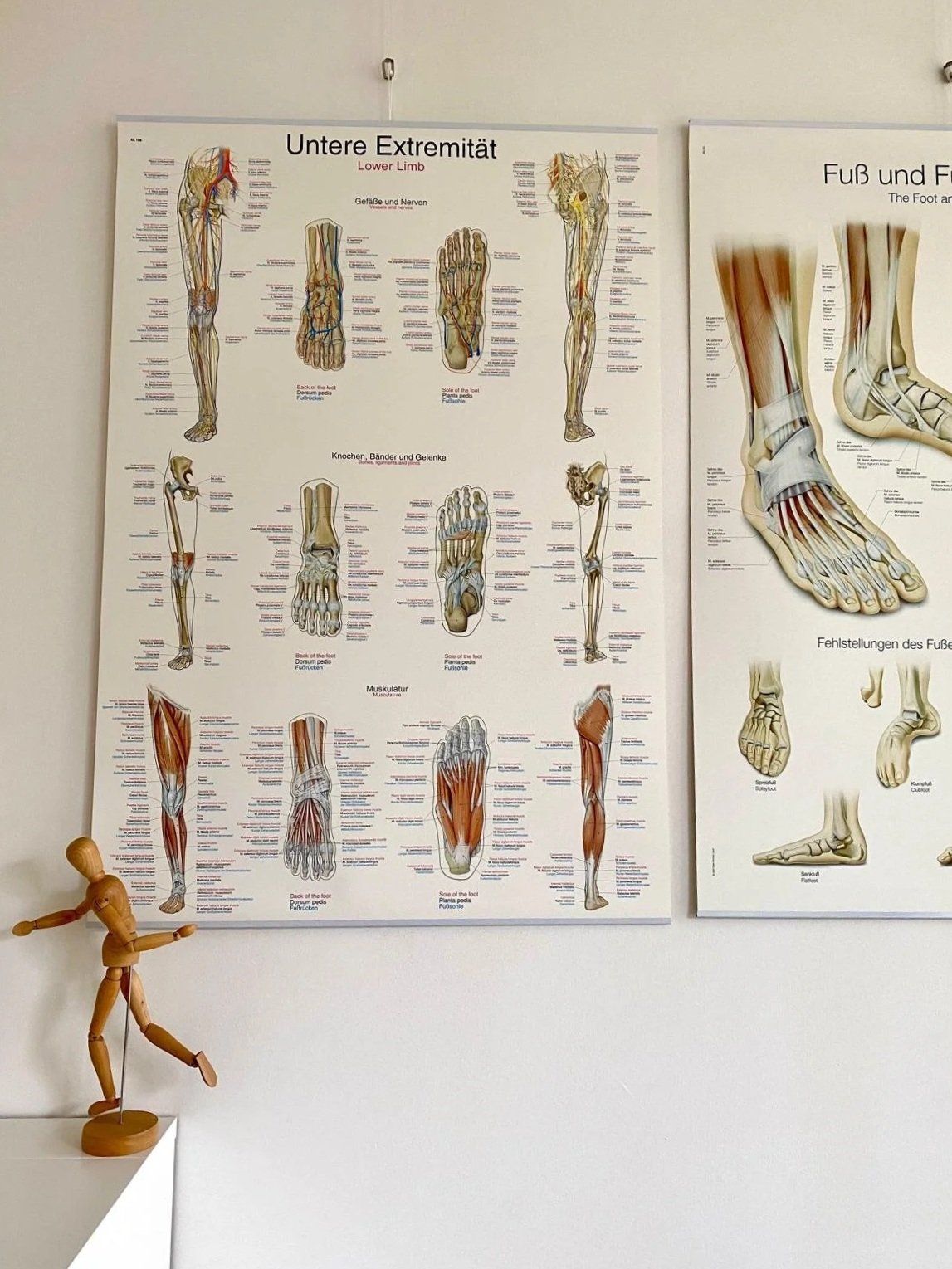 Een anatomische poster van het onderbeen en voet met labels in Duits en Engels.