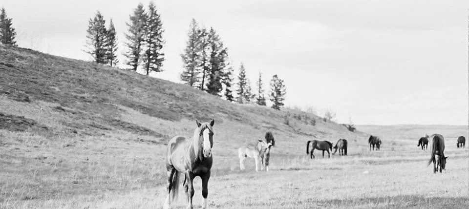 Opal-Photography-BW-Film-HORSES-01.jpg