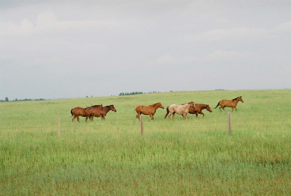 Opal-Photography-Film-Horses-Running.jpg