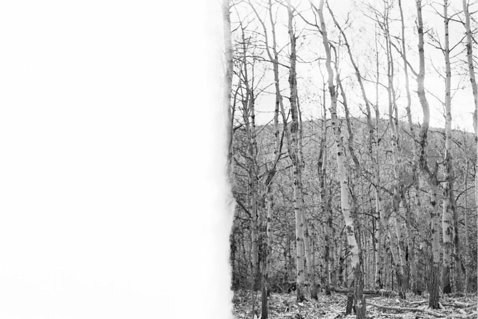 Opal-Photography-BW-Film-Half-Forest.jpg