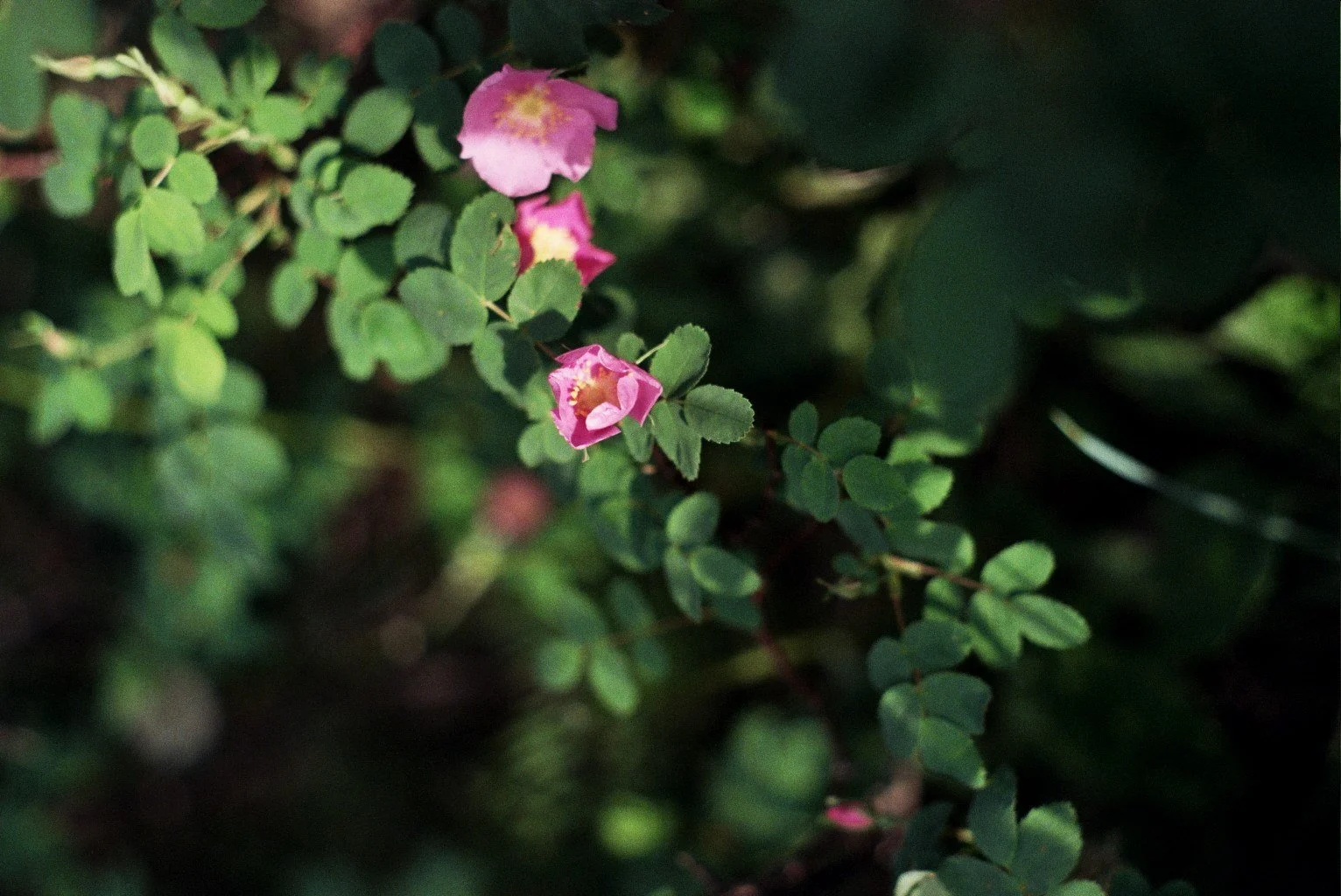 Opal-Photography-Film-Wild-Rose.jpg