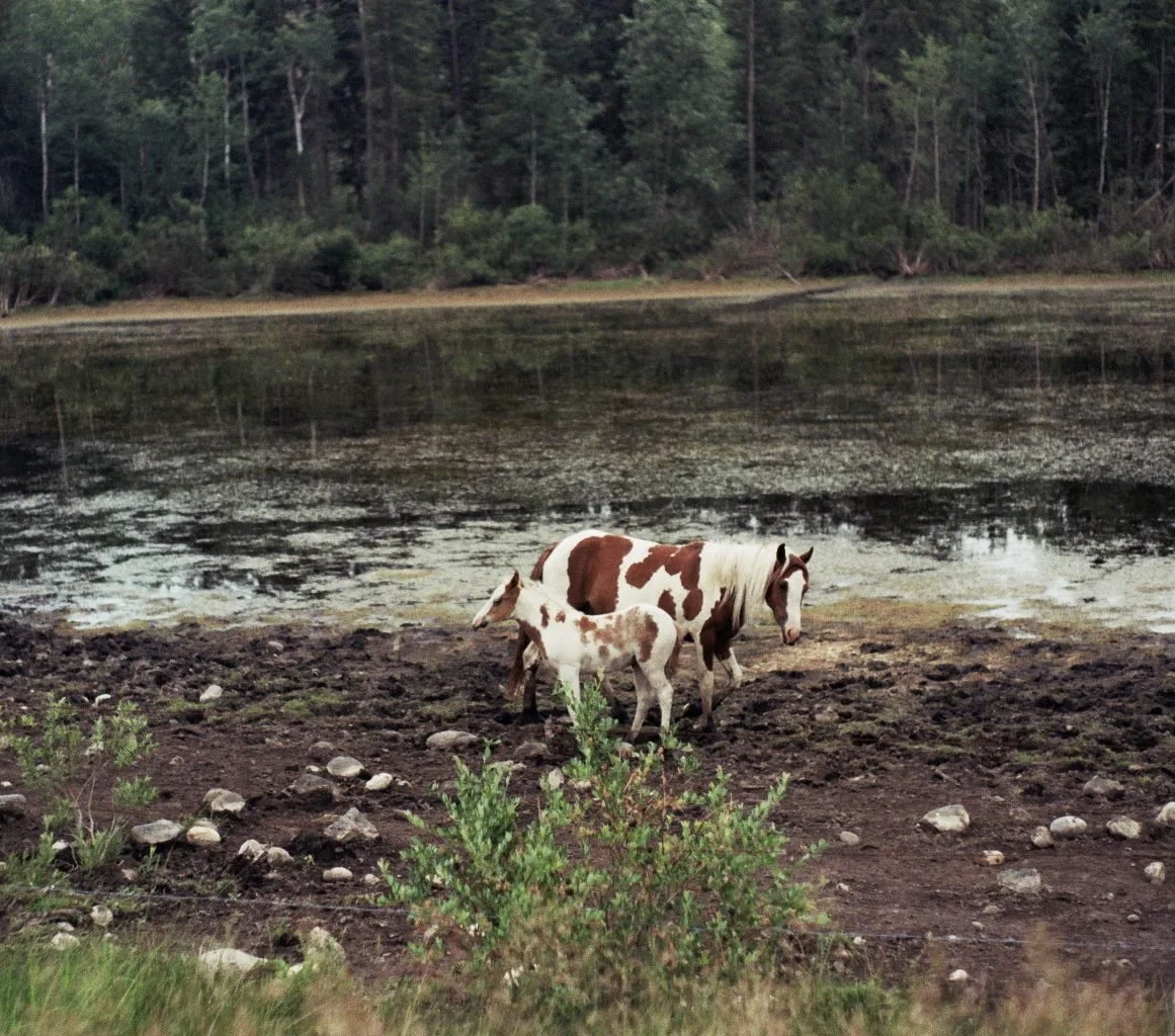 Opal-Photography-Wild-Pinto-Horses-02.jpg