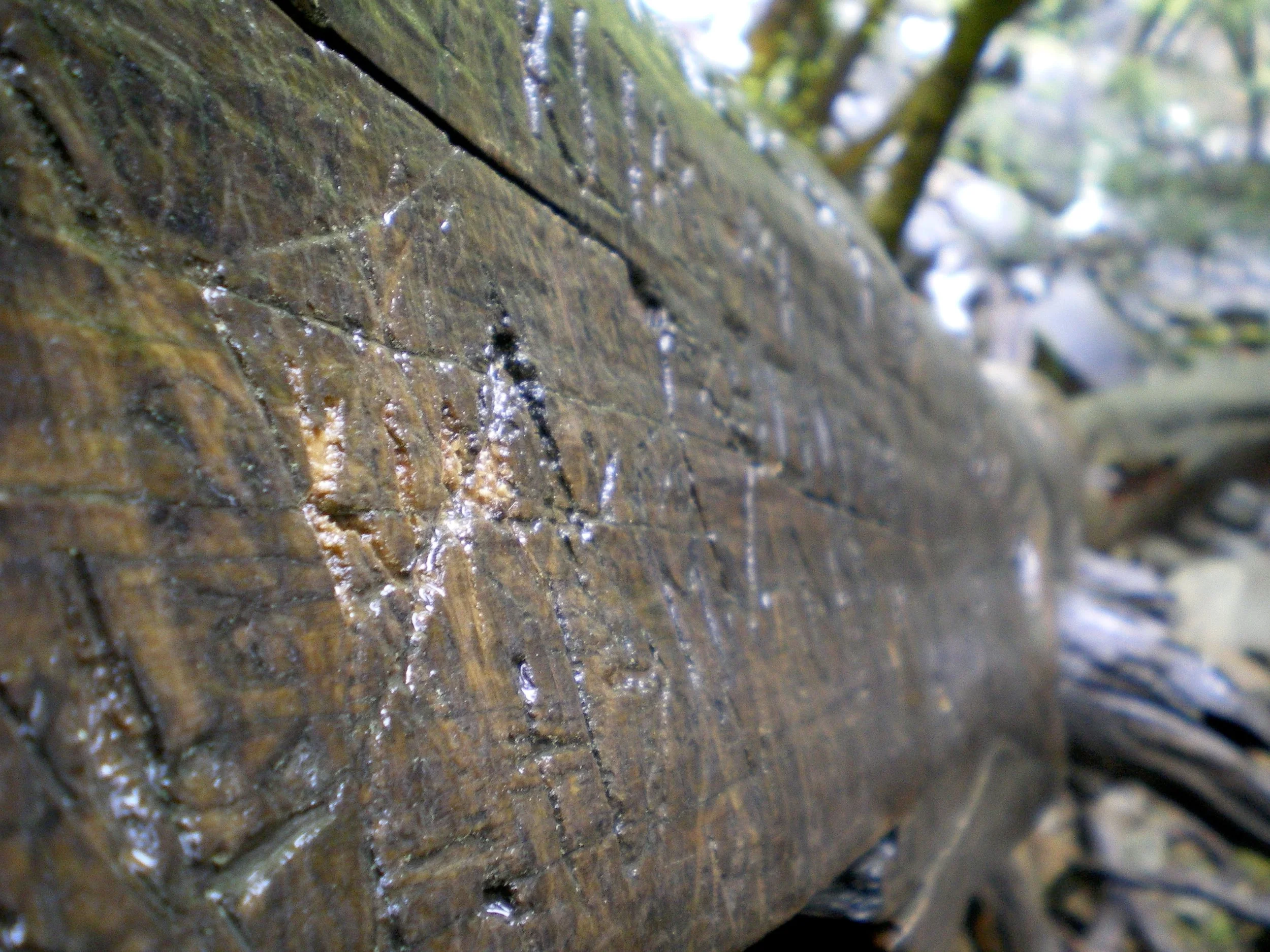 paysage_021.JPG