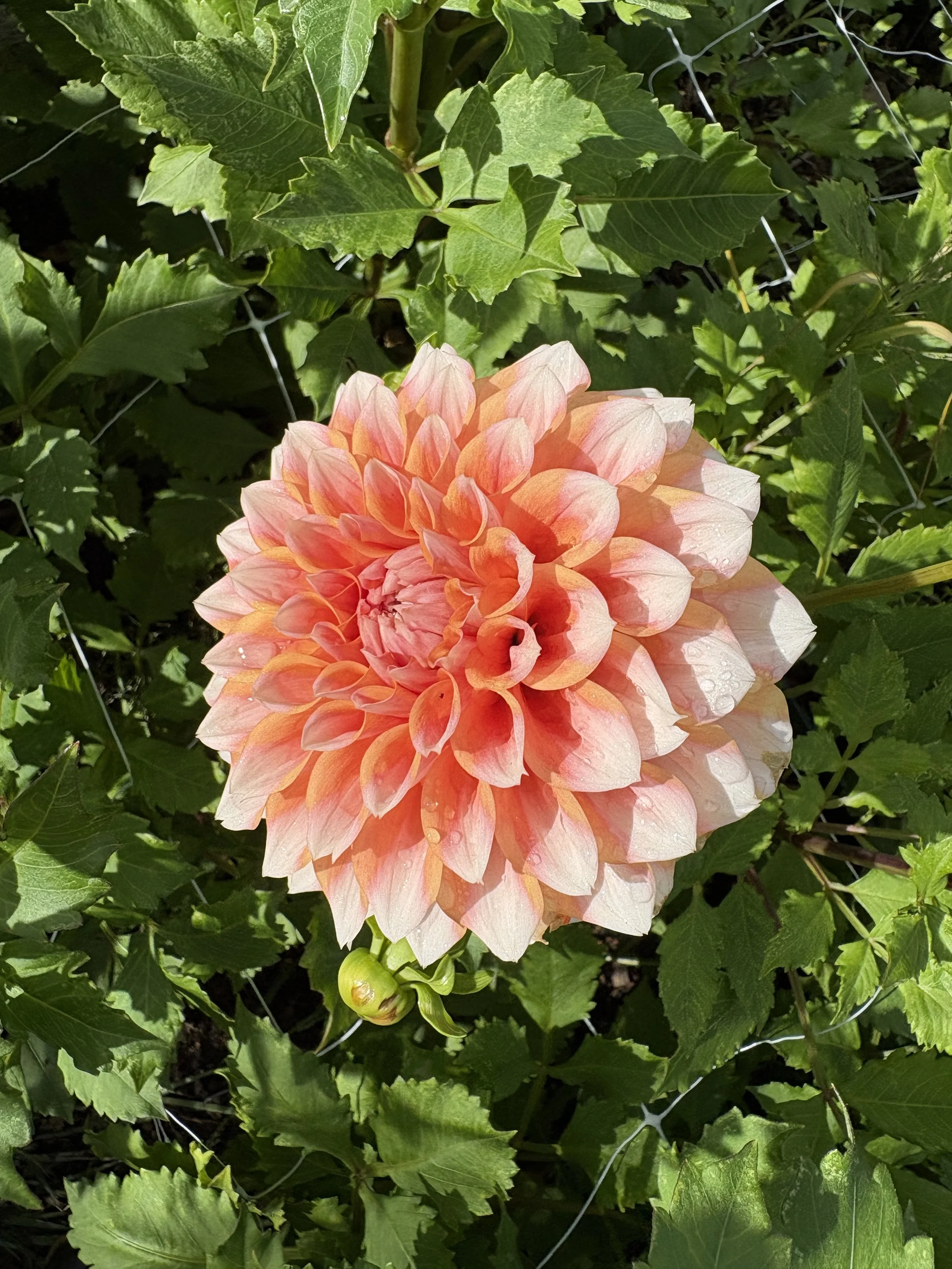 holly hill orange ice.jpg