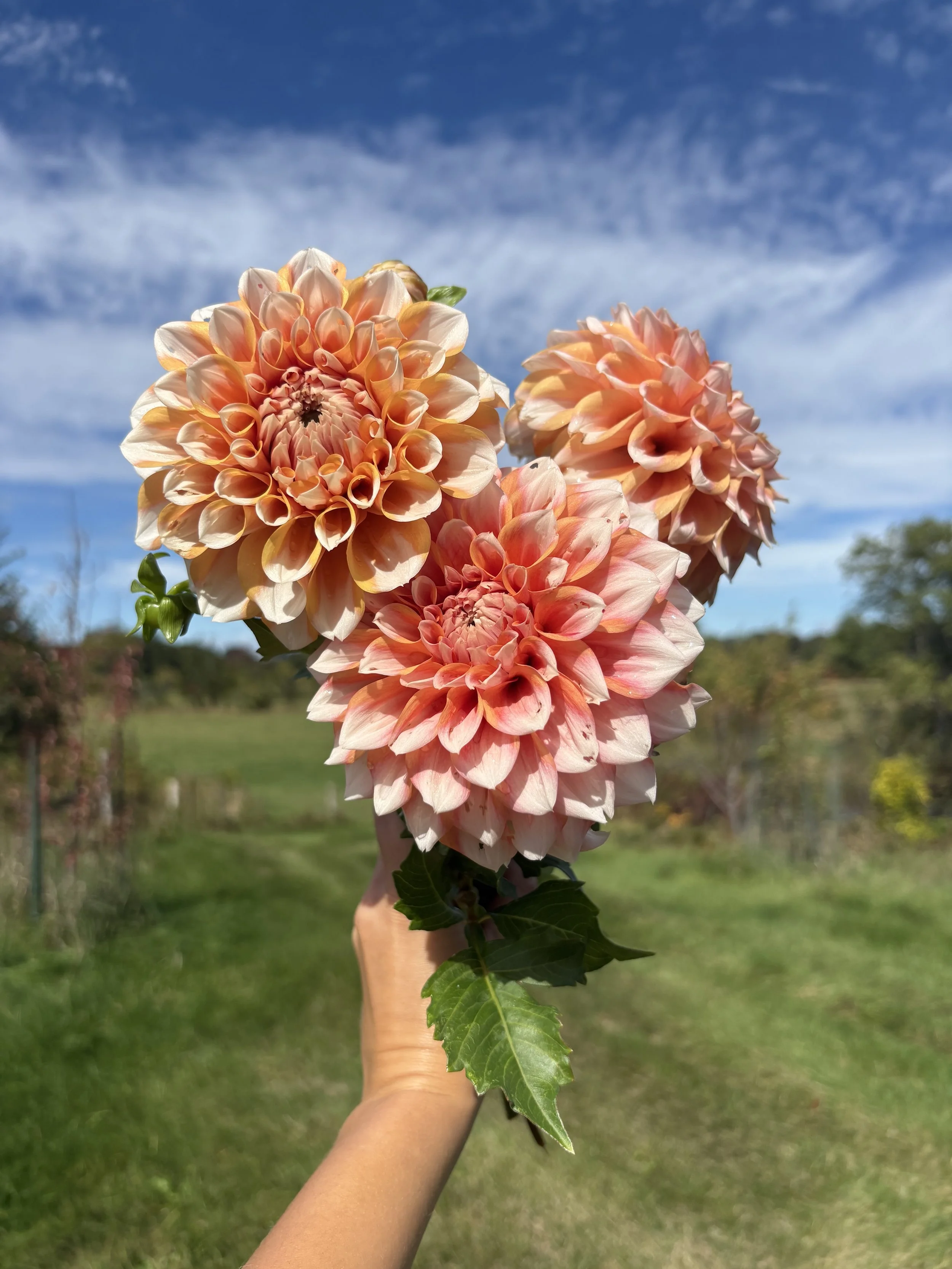 Holly Hill Orange Ice