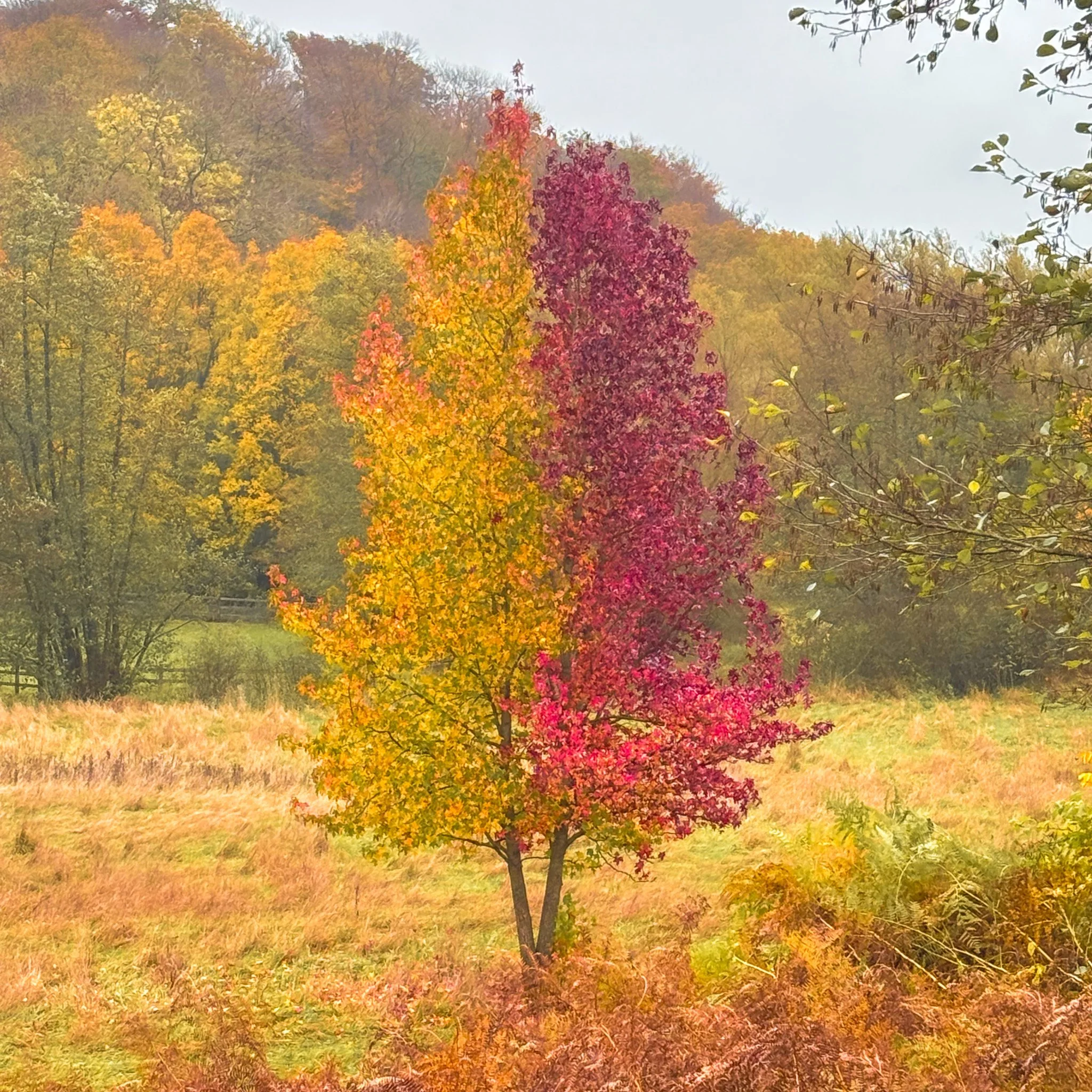 A large, majestic tree with sprawling, twisting roots at the base and dense, green foliage. Sunlight filters through the leaves, creating a sunburst effect.