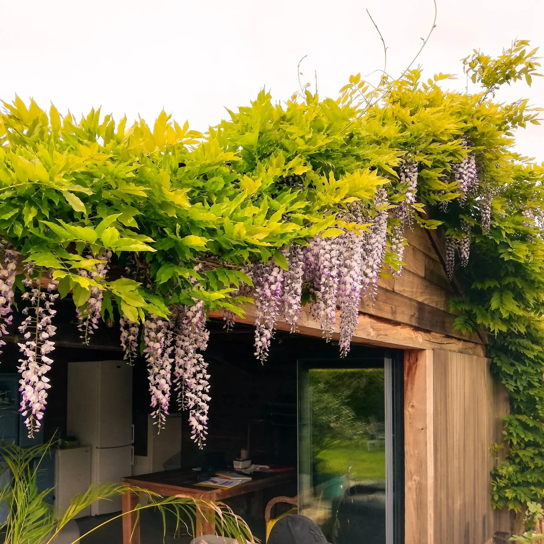 Garden room with climbing plants, wisteria and yellow-green shrubbery, wooden and glass structure, with shelves, books, and plants visible inside.