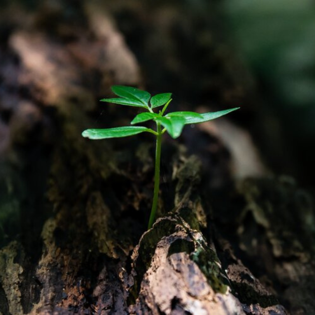Close-up of a small green sprout growing in soil with a blurred natural background.