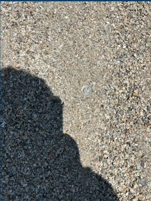 Close-up of gravel and sand ground with a small snail shell and a shadow cast on the left side.