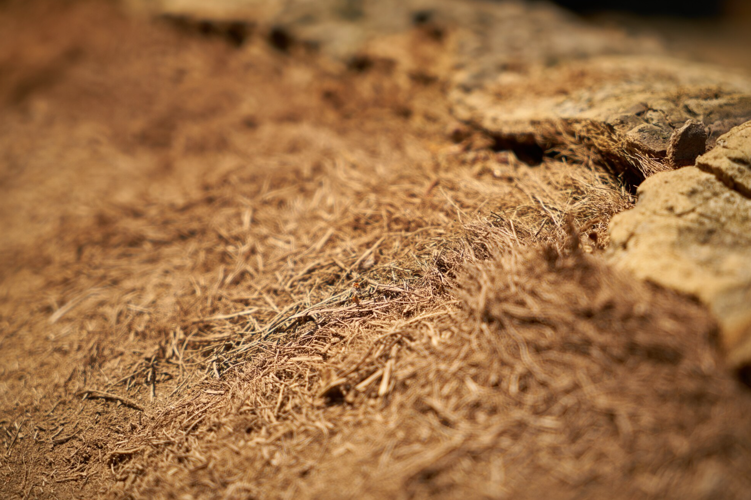 Close-up of soil and dried grass or straw.